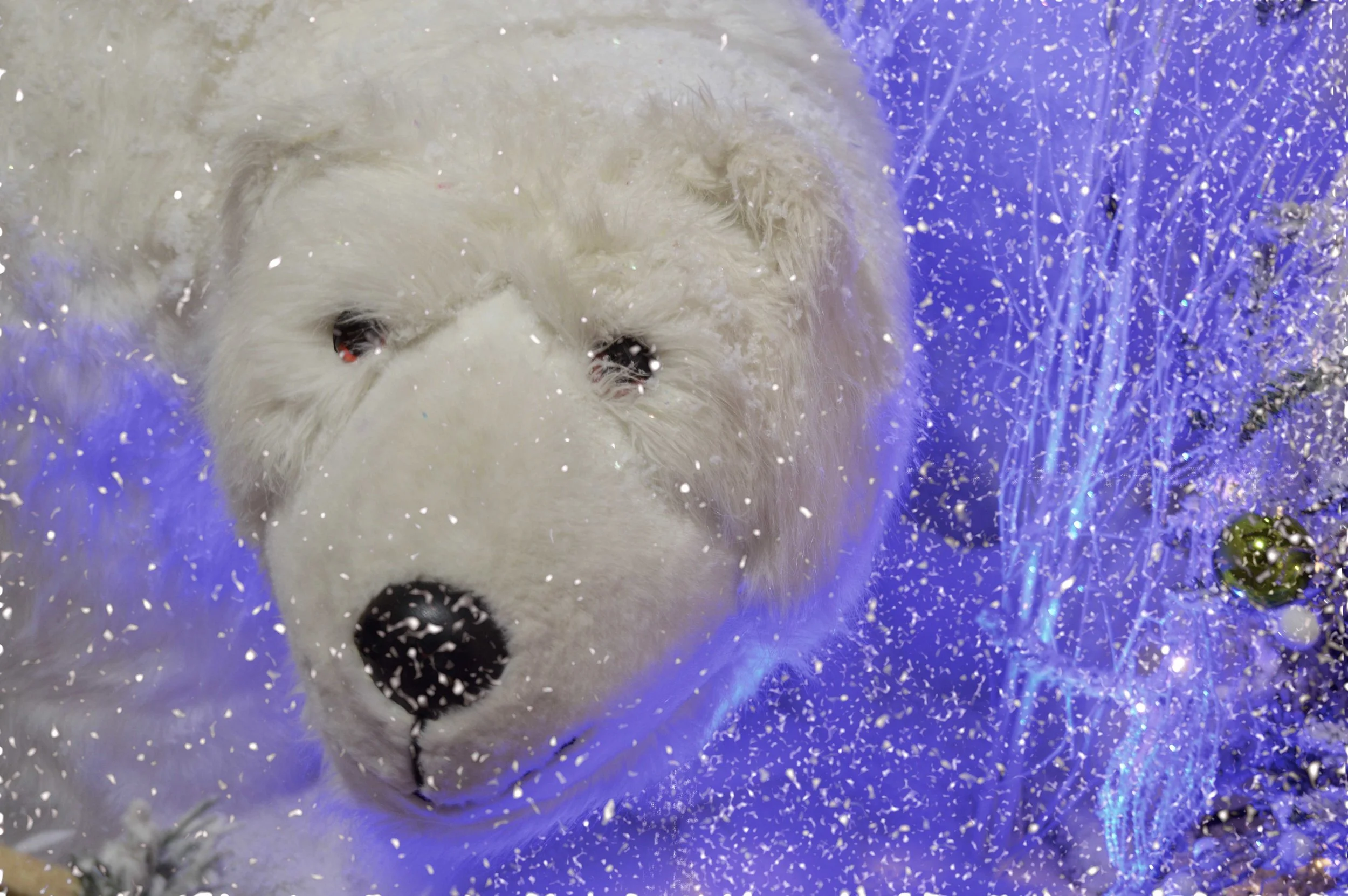 snow bear .jpg