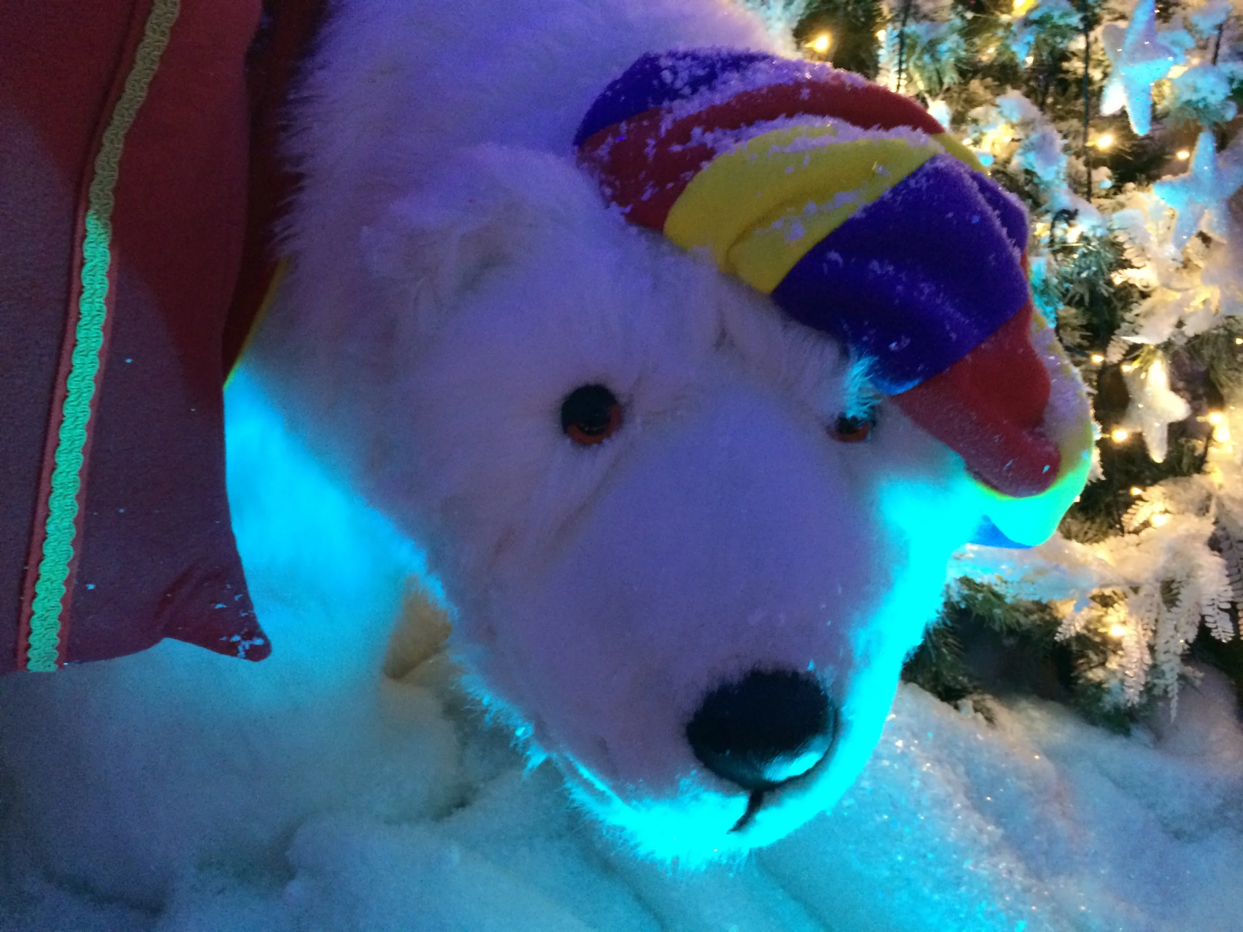 Copy of IMG_0233.JPG