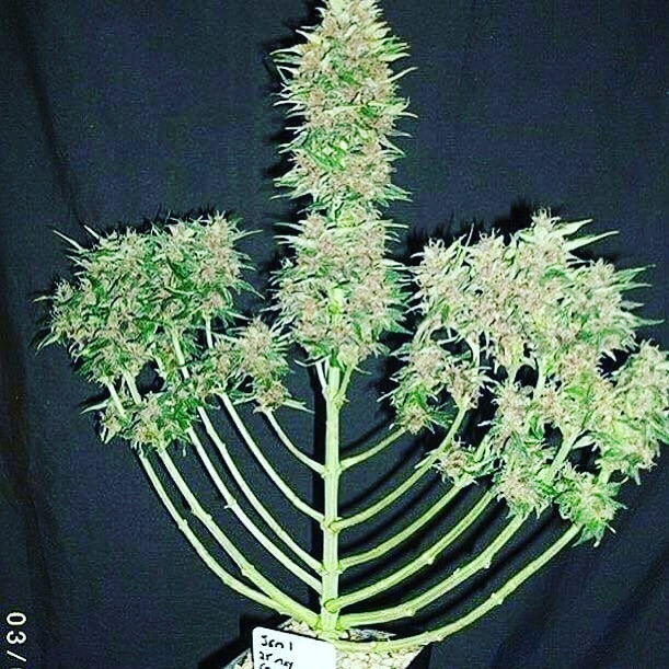 🕎 HAPPY HANUKKAH Y&rsquo;ALL 🕎 ☮️SMOKE EM IF YOU GOT EM☮️ &bull;
&bull;
&bull;
&bull;
&bull;
&bull;
&bull;@euphoriabellmore #420candles #psychedelic #euphoria #concentrates #waterpipenotbong #weedstagram420 #hanukkah #headshop