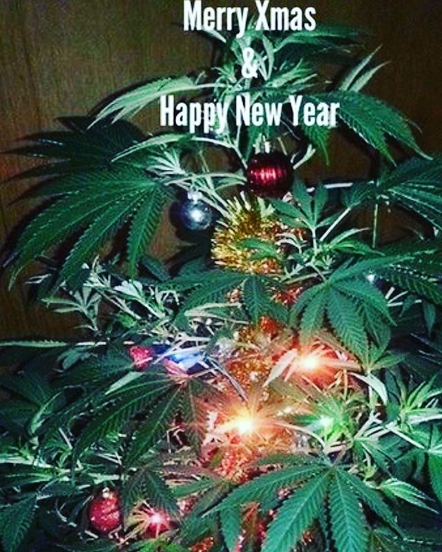 We will be closing at 5pm tonight for Christmas Eve 
Make sure to stop by for any last min gifts 
And enjoy the holidaze @euphoriabellmore #christmas #mynugismytree #euphoria #glass #weedstagram #bellmore #headshop #psychedelic