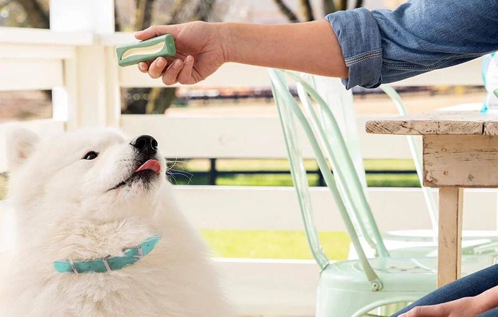 dental chews banner.jpg