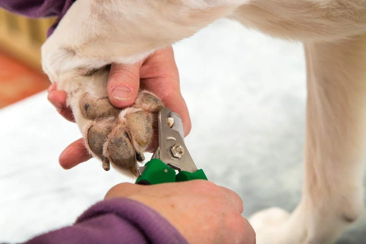 banner_bvh_nailclipping.jpeg