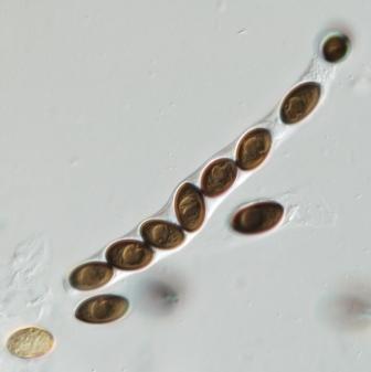 Mold Spore Chain