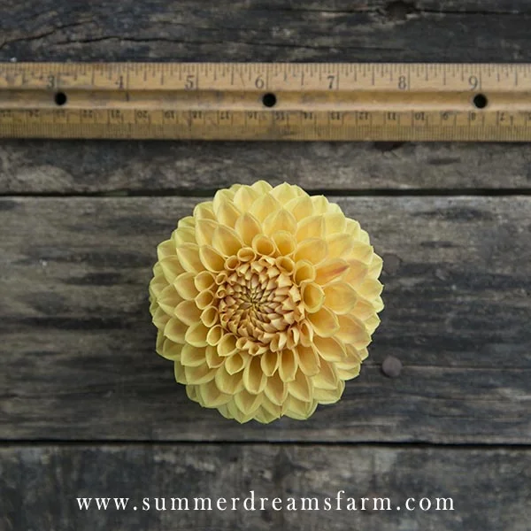 Dahlia - Formby Crest