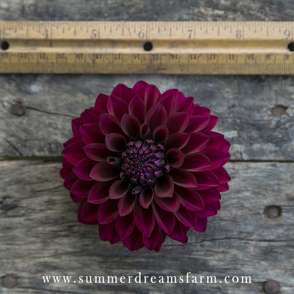 Dahlia - Red Splendor