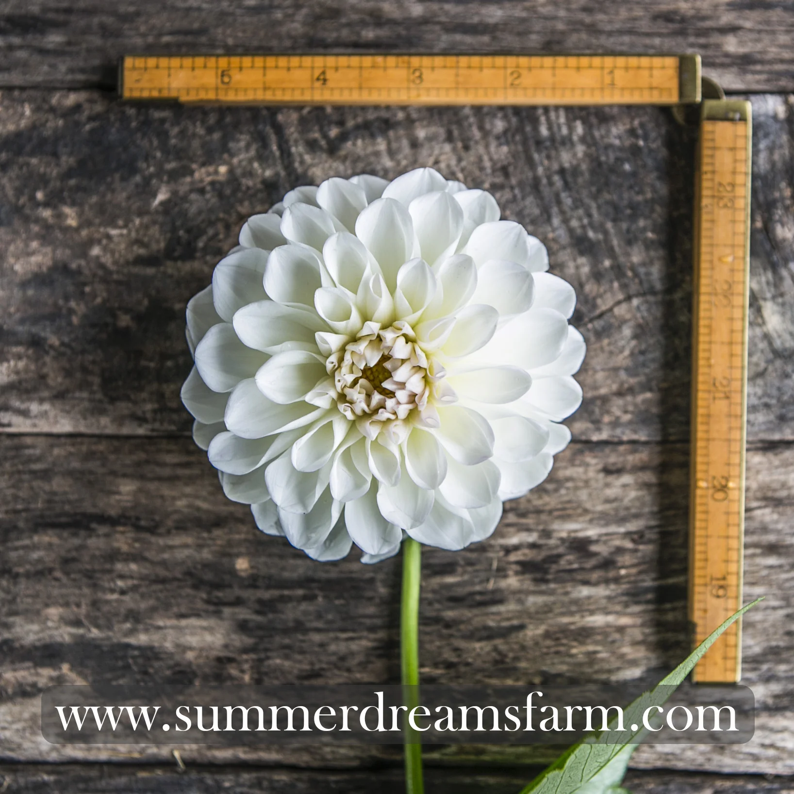Dahlia - Boom Boom White 2.jpg