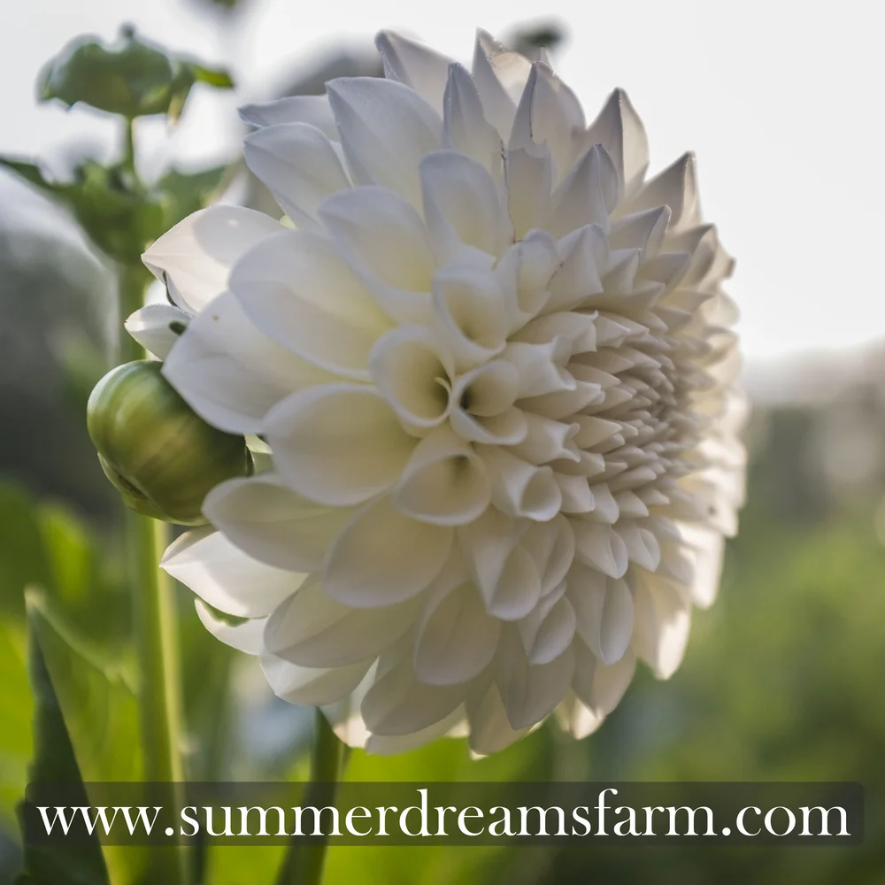 Dahlia - Boom Boom White  Dahlia | SummerDreamsFarm