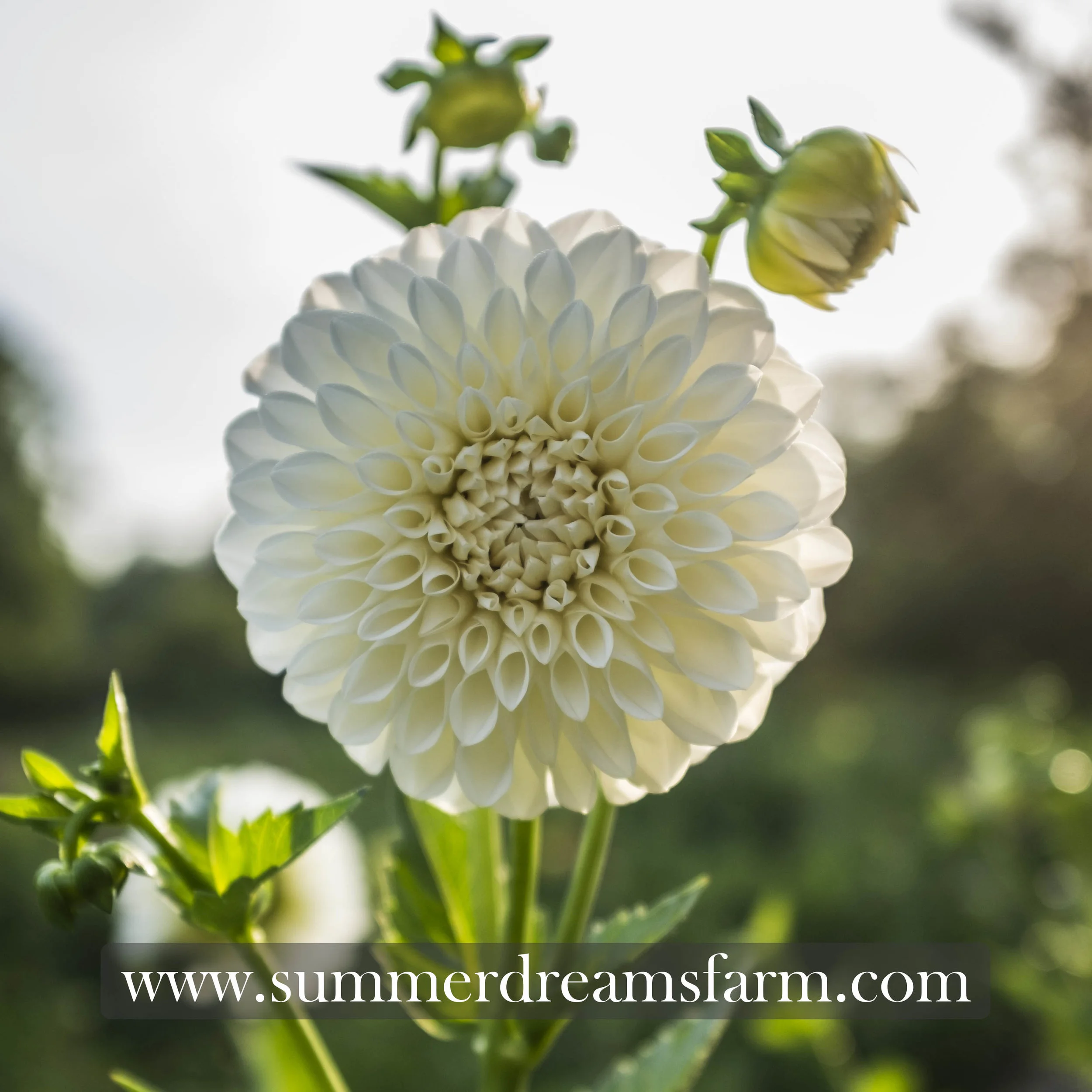 Dahlia - Boom Boom White.jpg