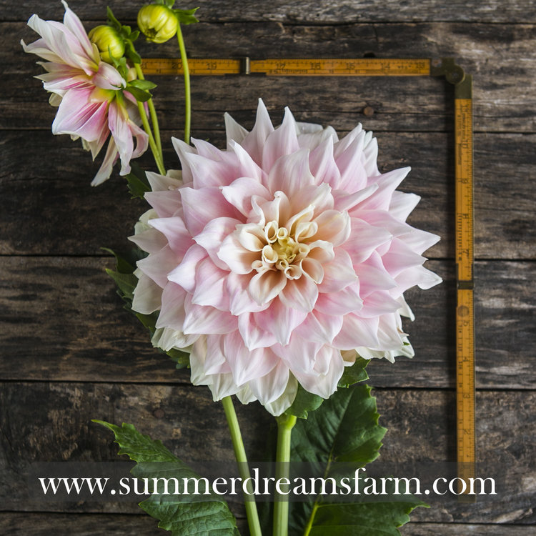 20 Festivalb/änder in Modefarbe lachs blooming dahlia