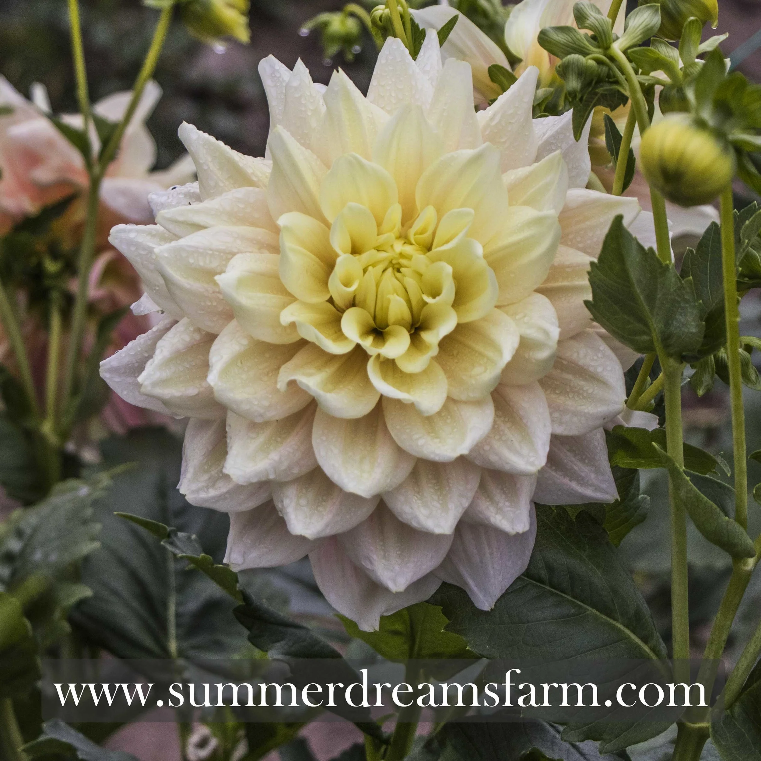 Dahlia - Breakout 3.jpg
