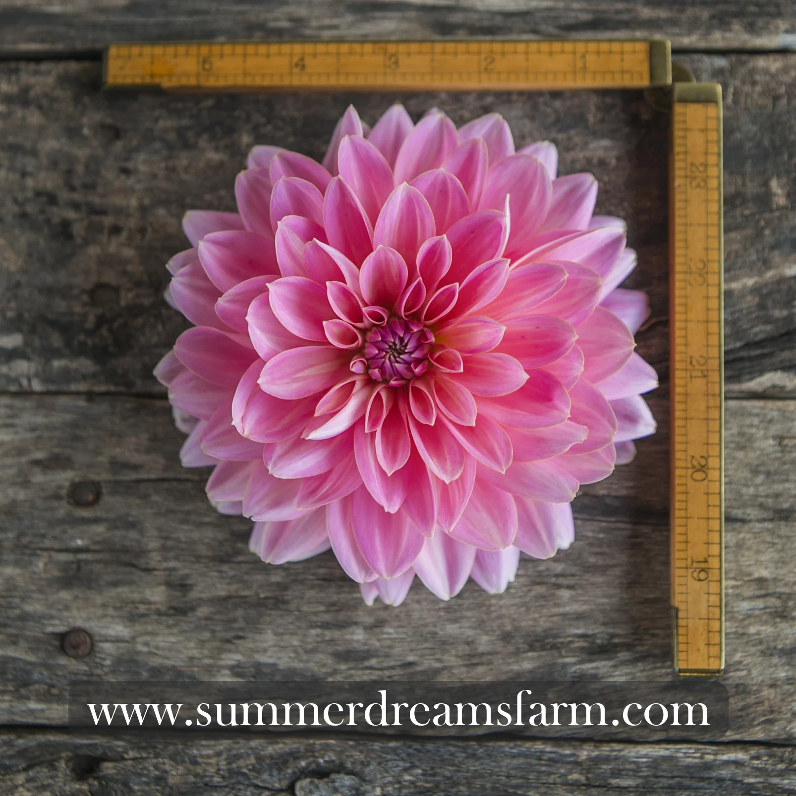 Dahlia - Gerrie Hoek.jpg