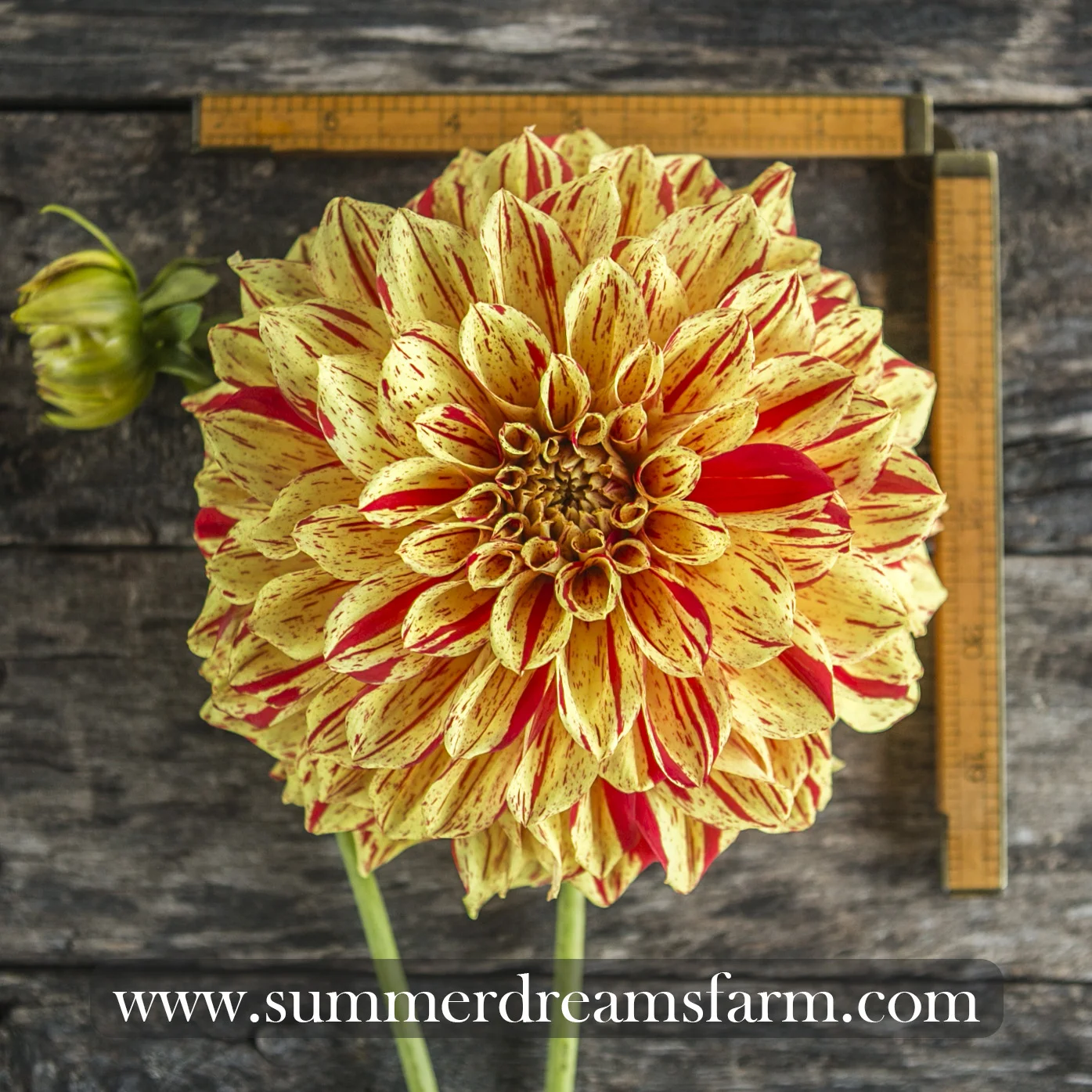 Dahlia - Gloriosa.jpg