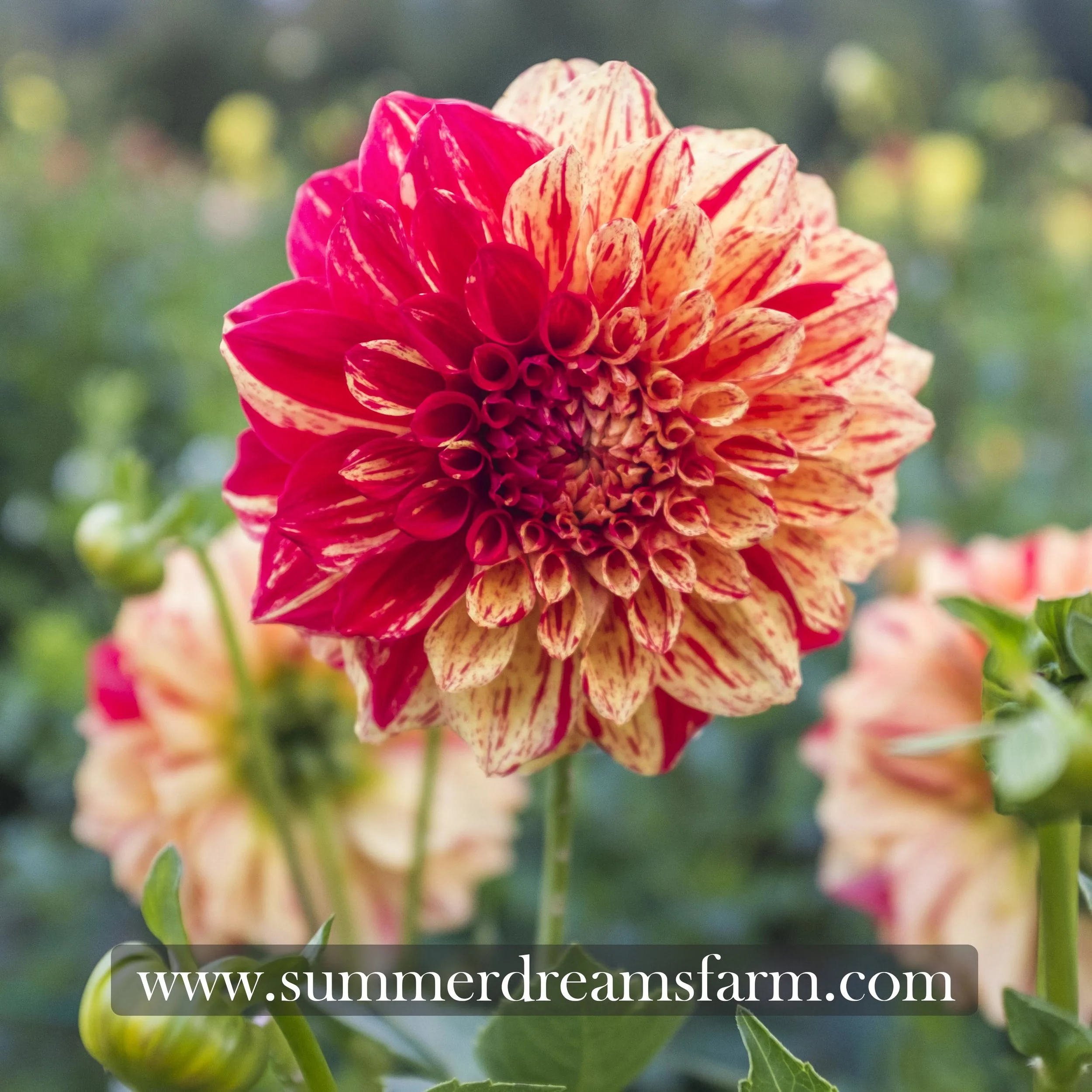 Dahlia - Gloriosa 4.jpg