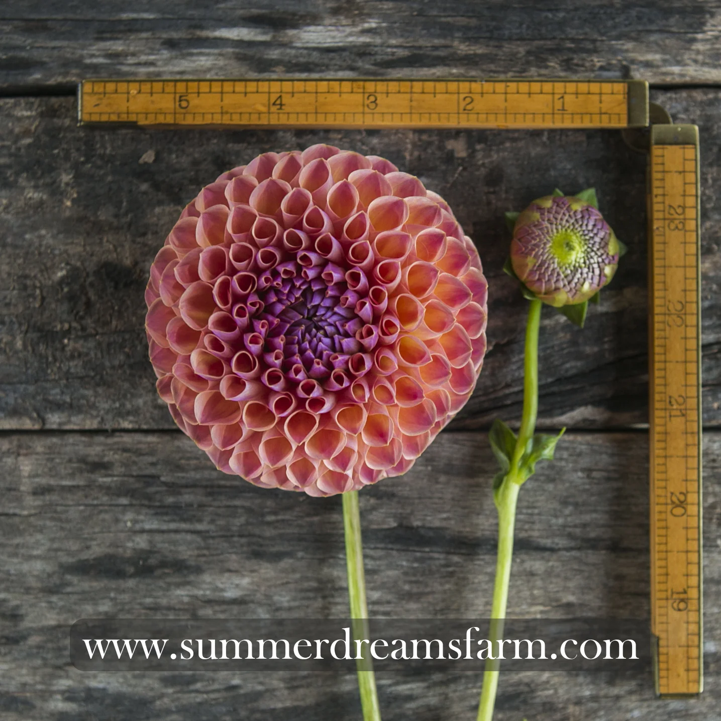 Dahlia - Jowey Winnie.jpg
