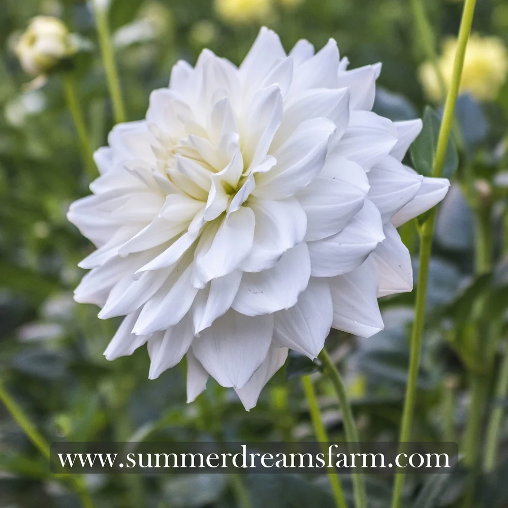 Dahlia Lady Nathalie Dahlia Summerdreamsfarm