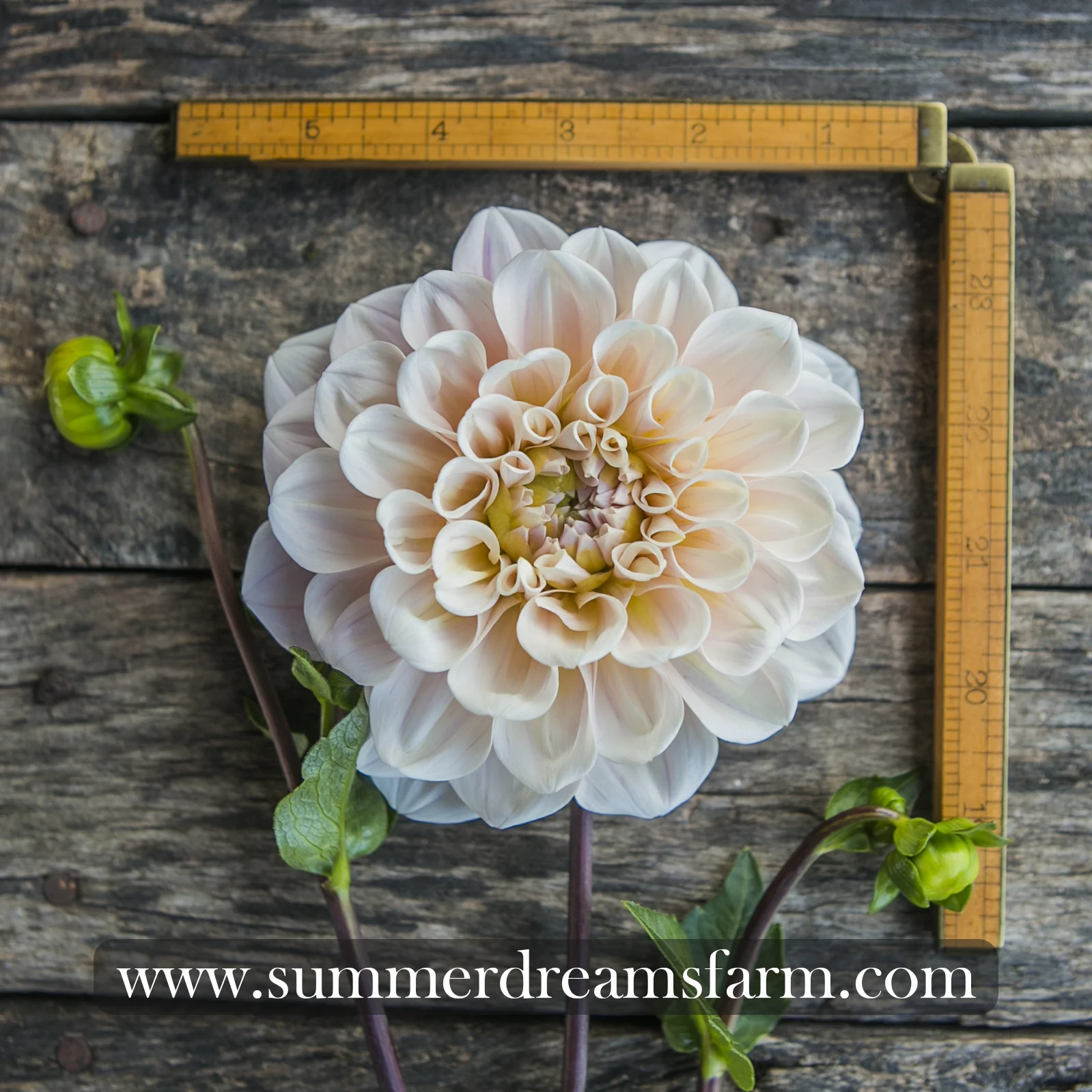 Dahlia - Sweet Nathalie.jpg