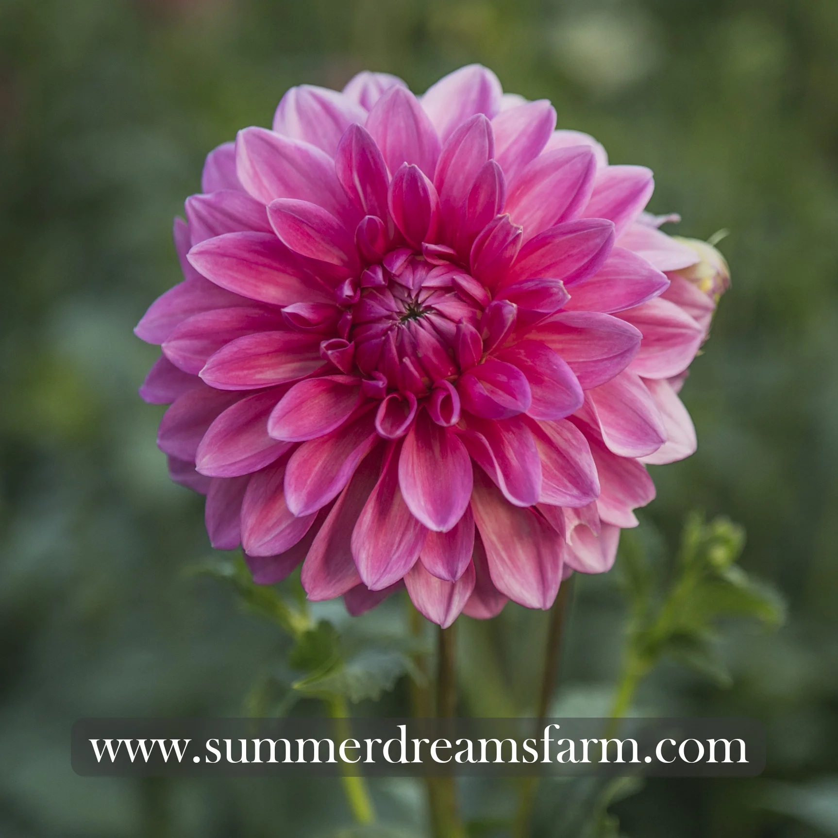 Dahlia - Bargaly Blush 4.jpg