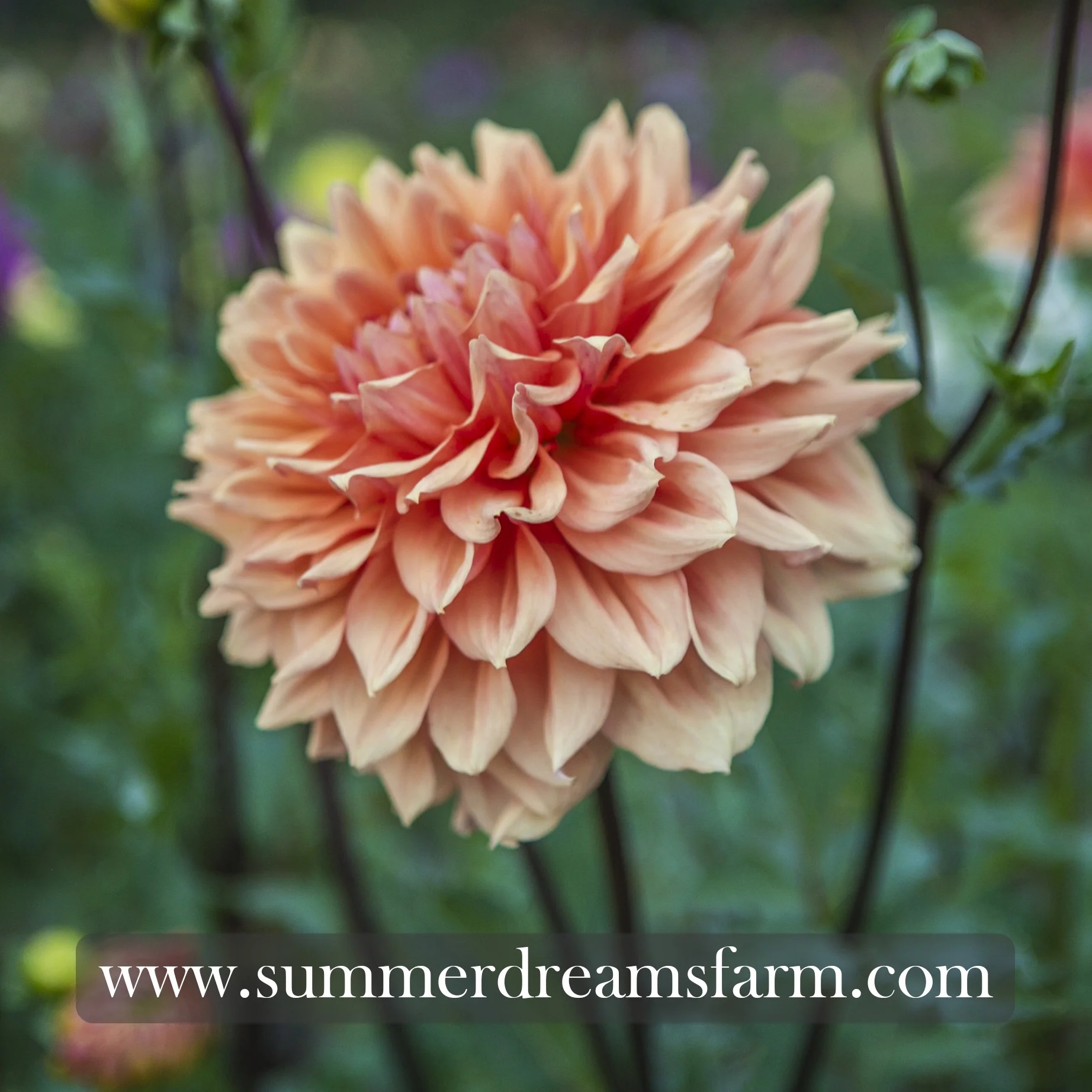 Dahlia - Ben Huston.jpg