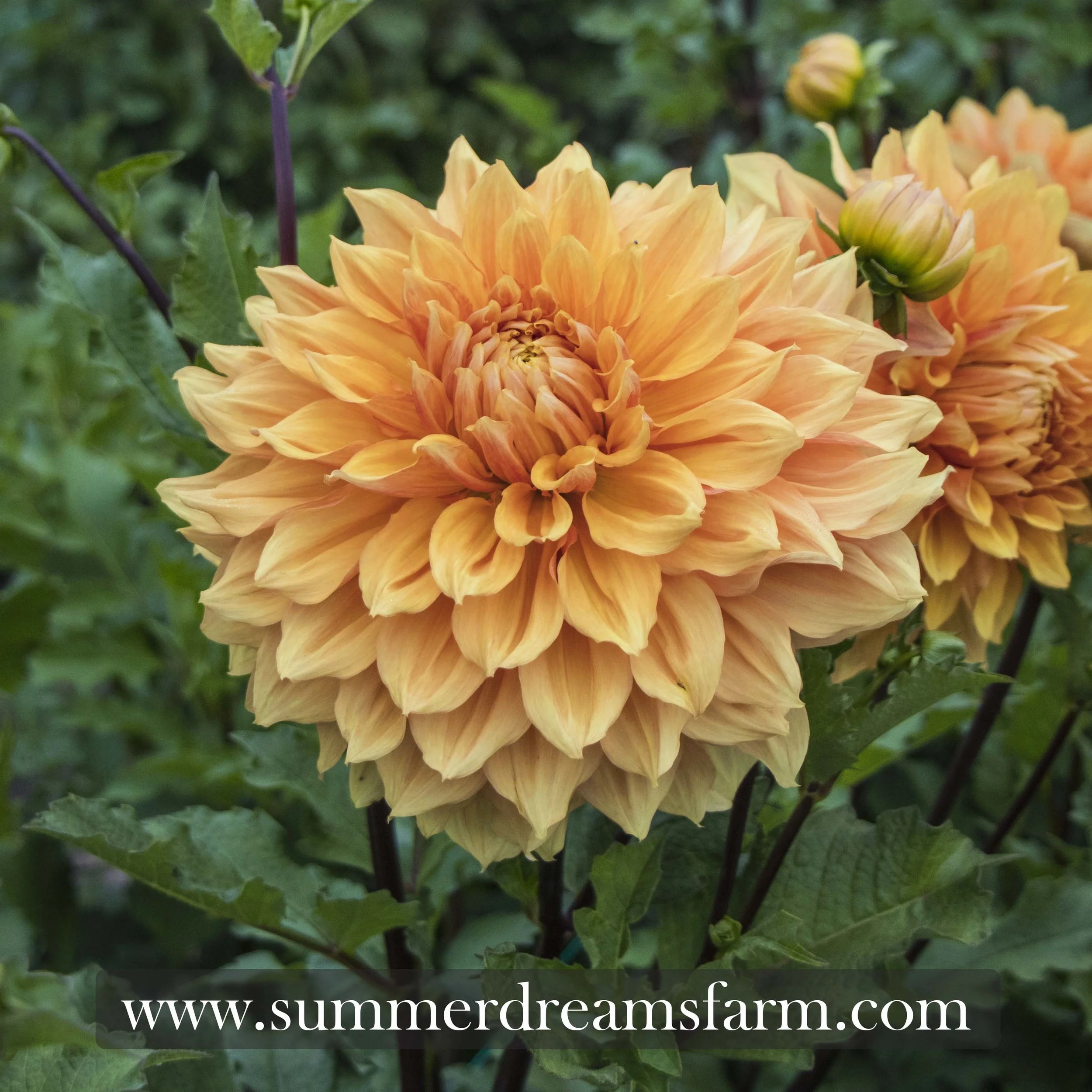 Dahlia - Ben Huston 3.jpg