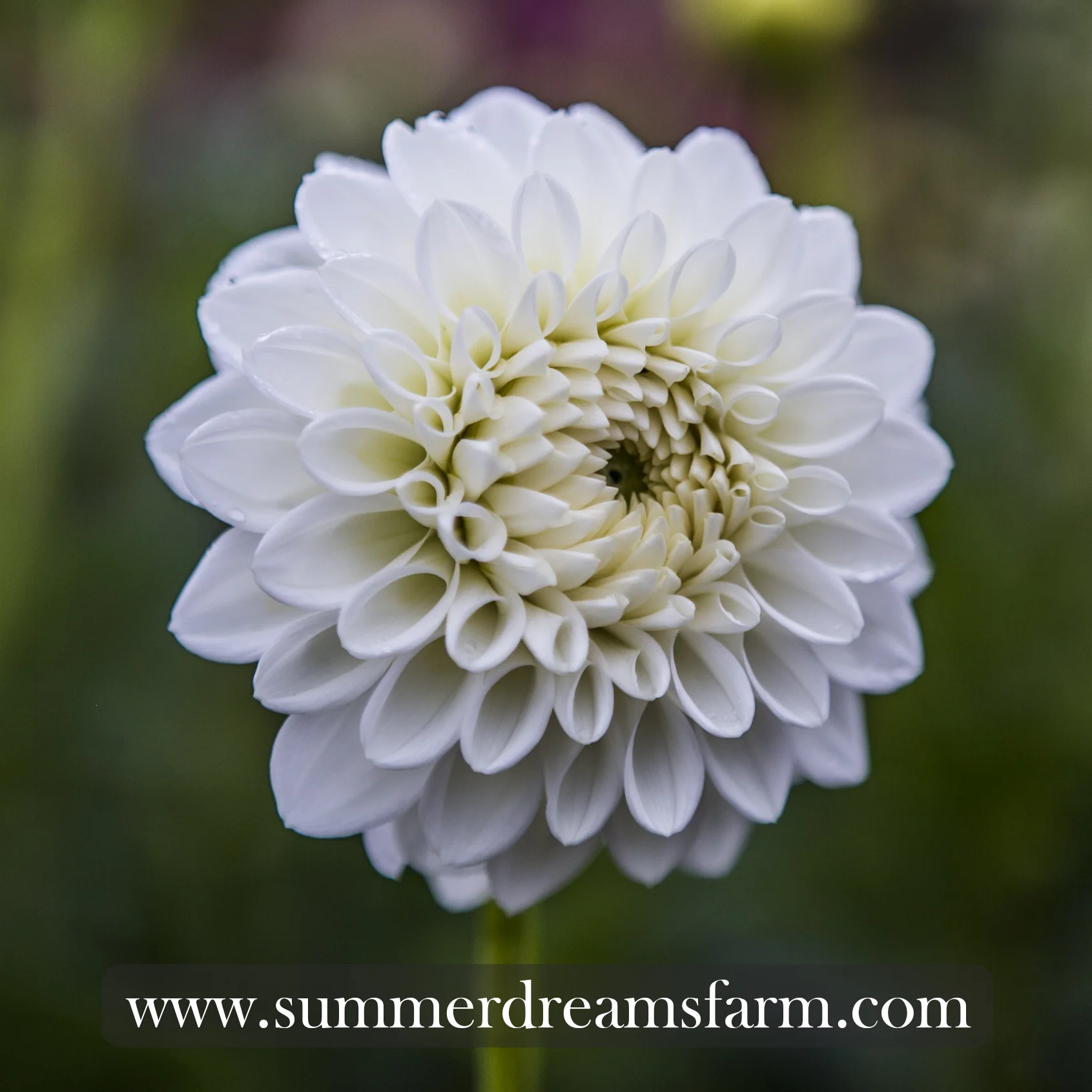 Dahlia - Blizzard 2.jpg