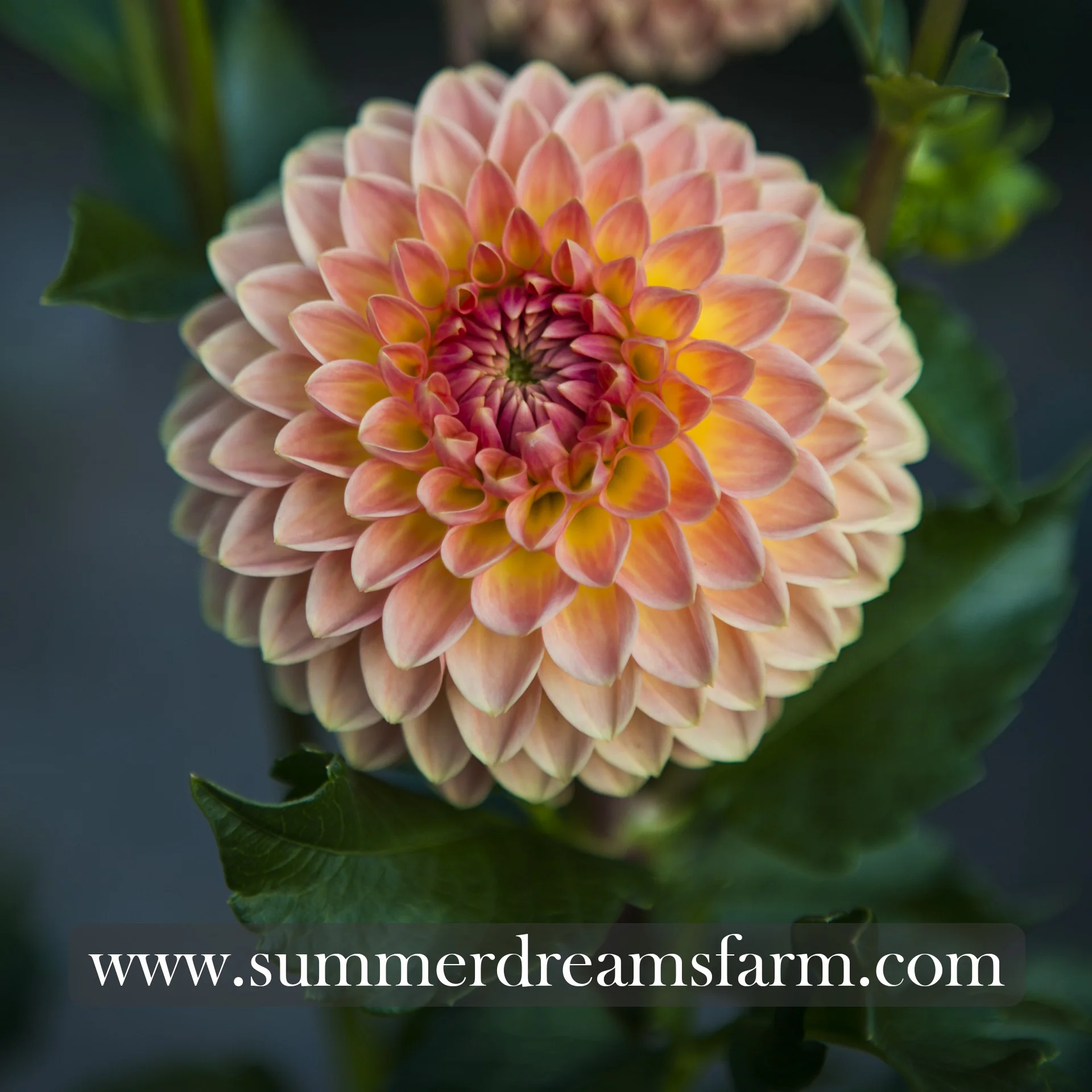 Dahlia - Blyton Softer Gleam 3.jpg
