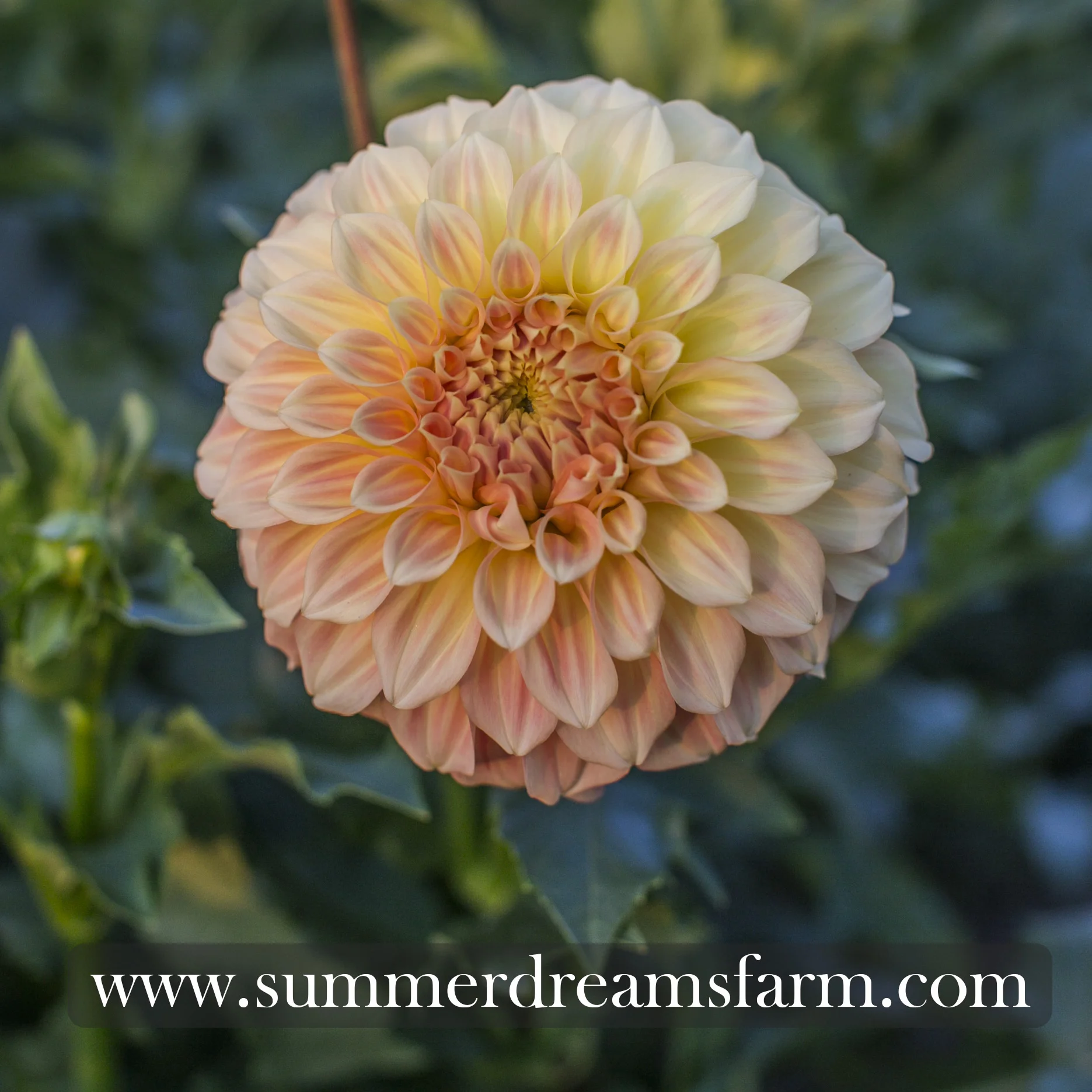 Dahlia - Bracken Sarah 2.jpg