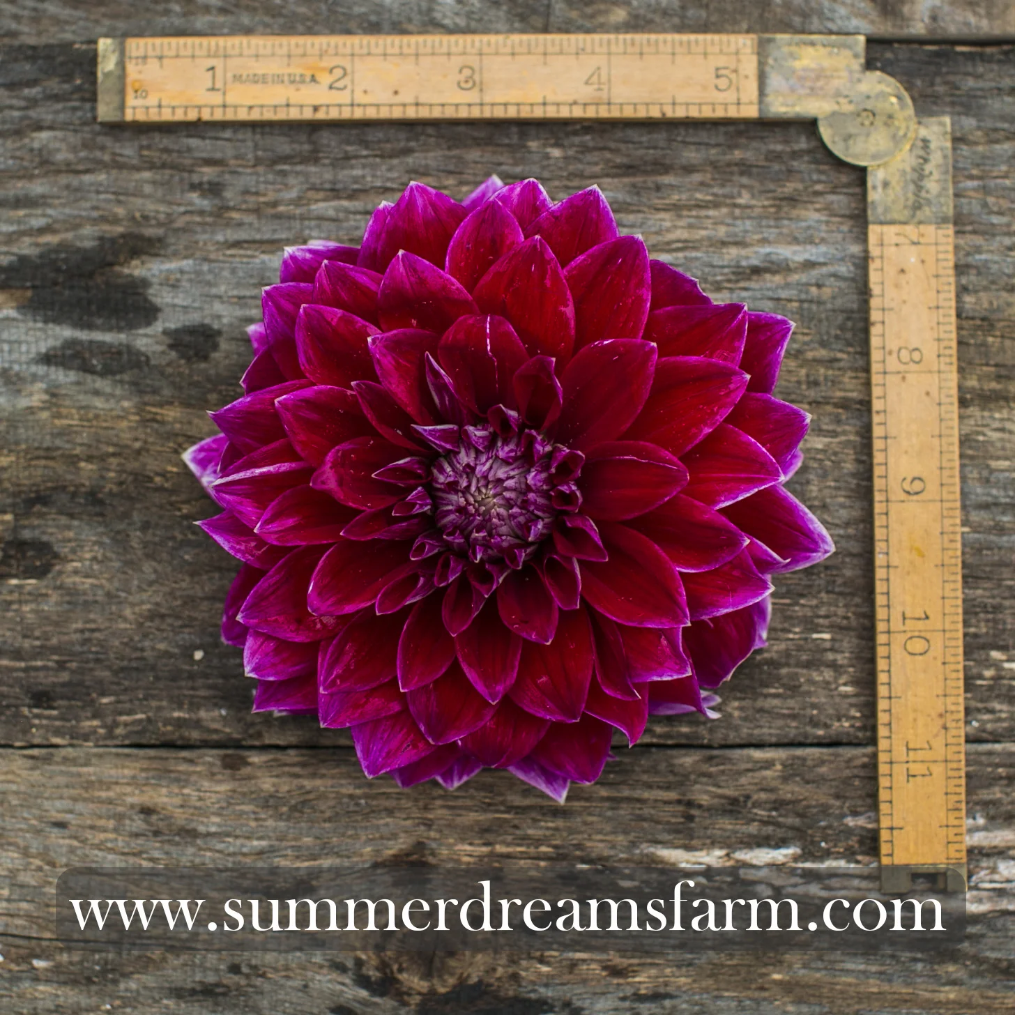 Dahlia - Bradley Aaron.jpg