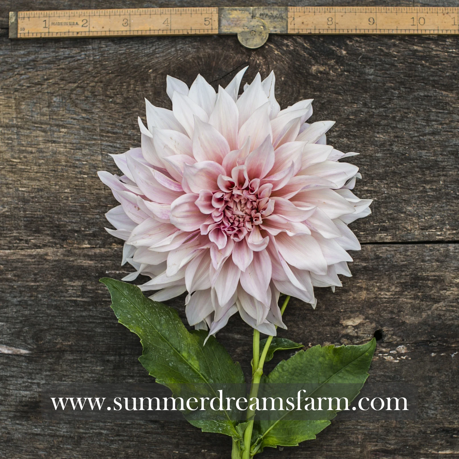 Dahlia - Cafe au Lait.jpg