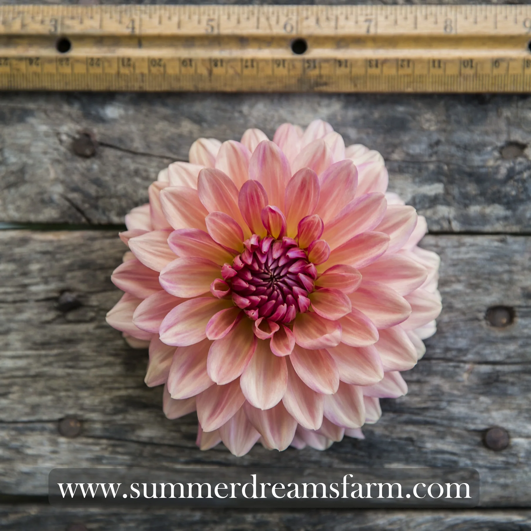 Dahlia - Cara Elizabeth.jpg