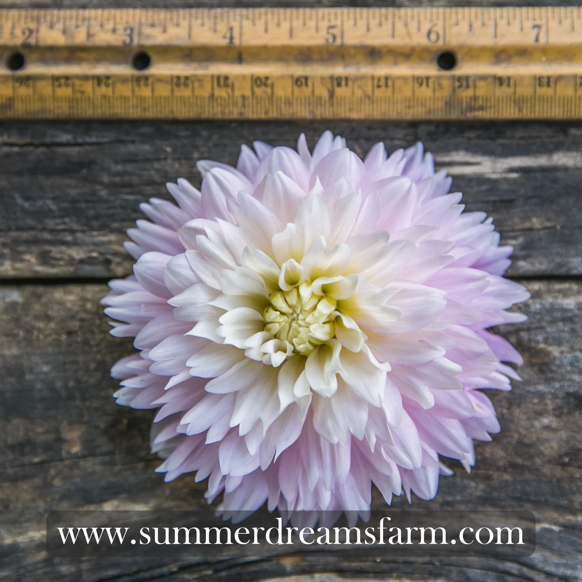 Dahlia - Chilson's Pride.jpg