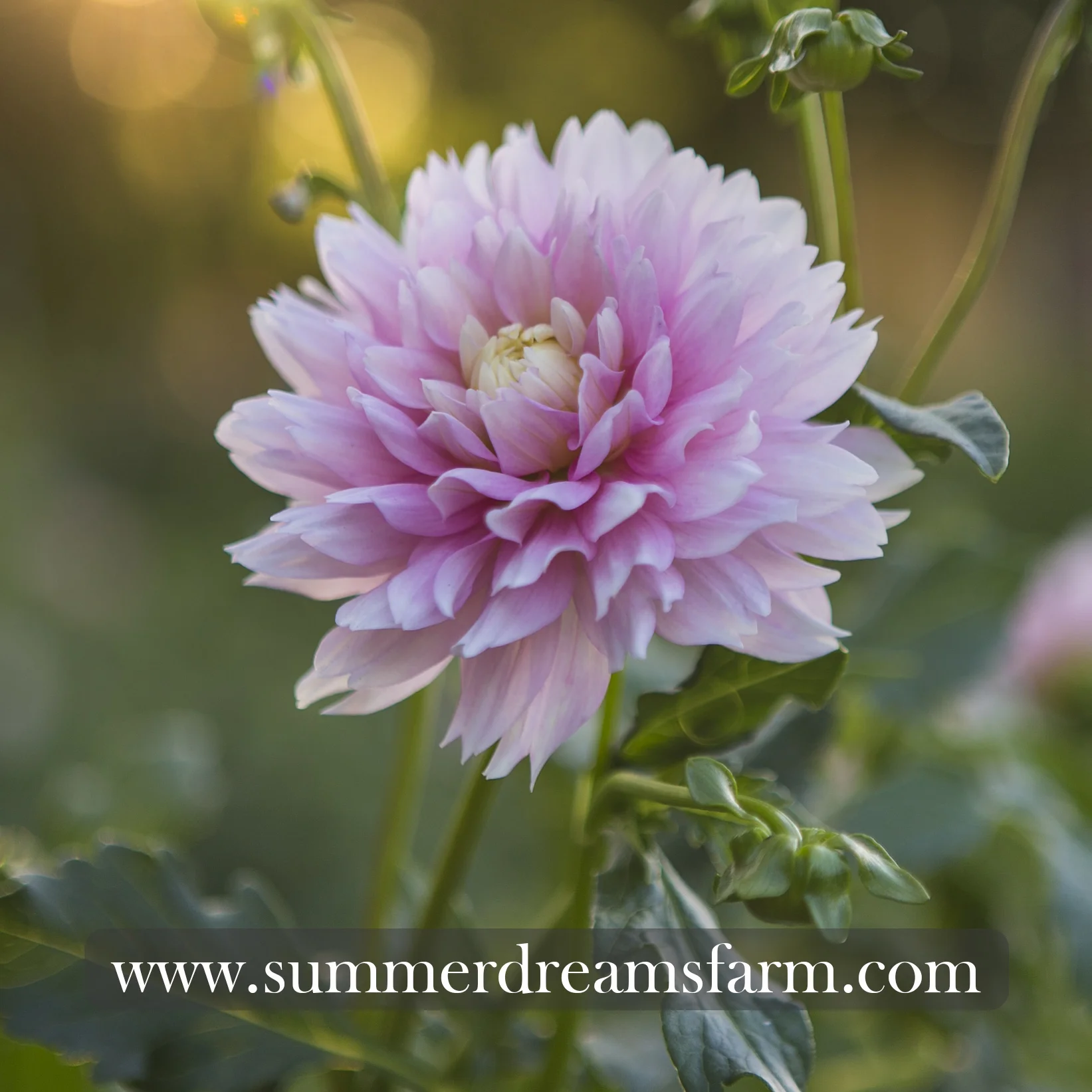Dahlia - Chilson's Pride 2.jpg