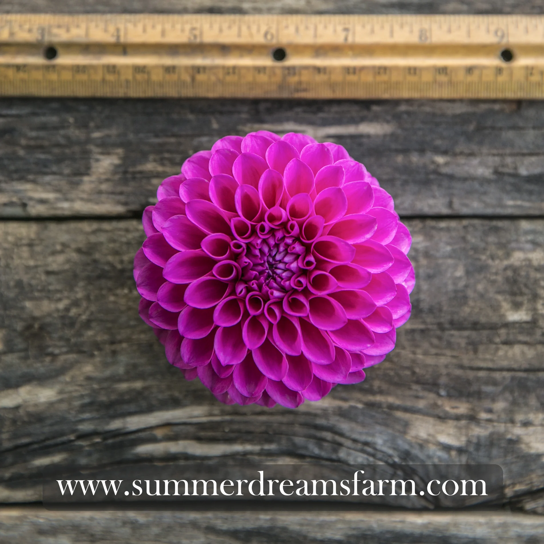 Dahlia - Chimicum Katie.jpg