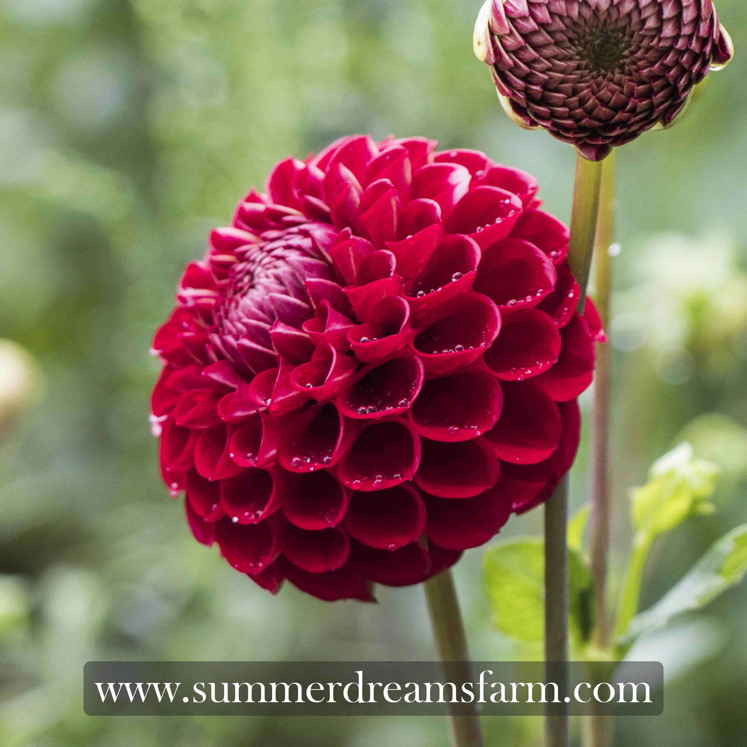 Dahlia - Cornel 1.jpg