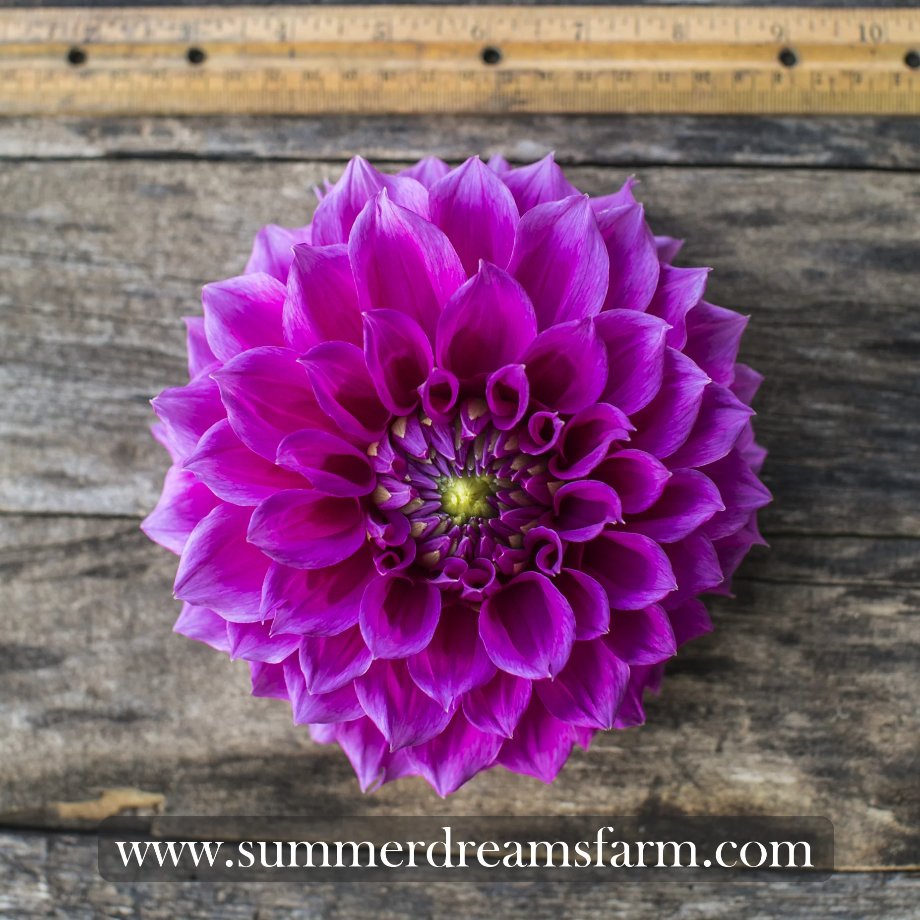 Dahlia - Elma Elizabeth 3.jpg