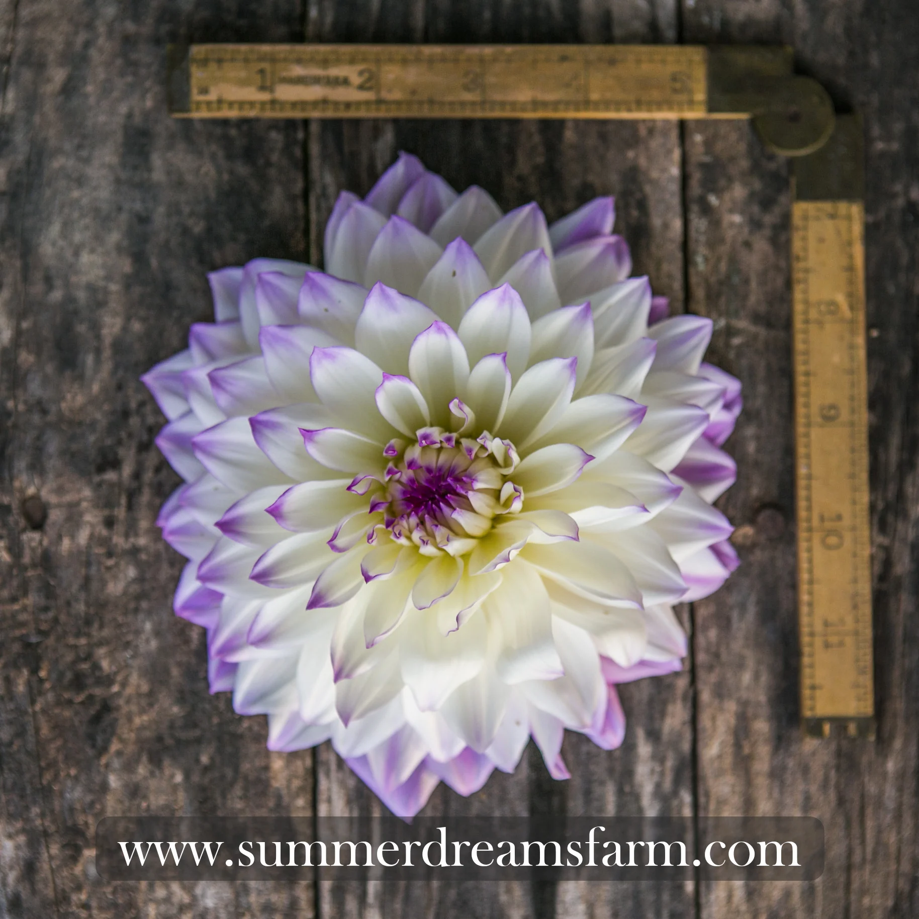 Dahlia - Ferncliff Illusion 3.jpg