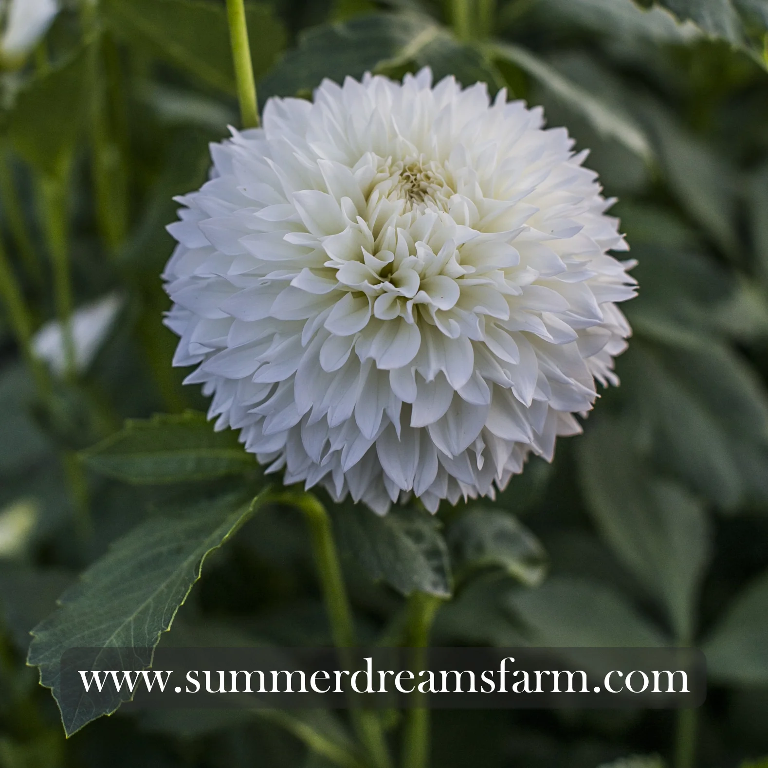 Dahlia - Gitts Attention 2.jpg