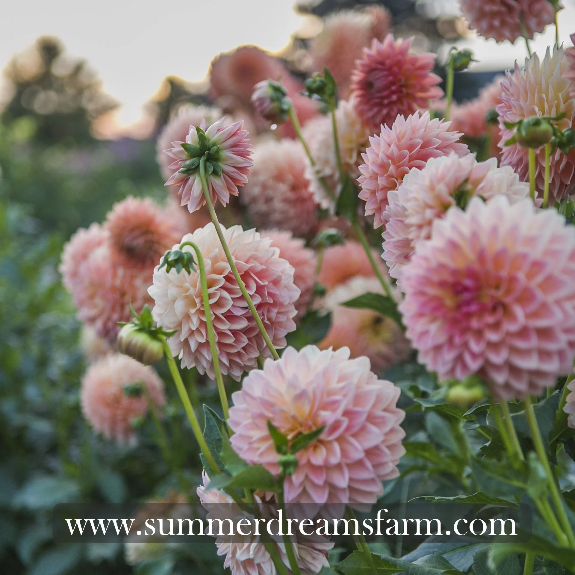 Dahlia - Hamilton Lillion 2.jpg