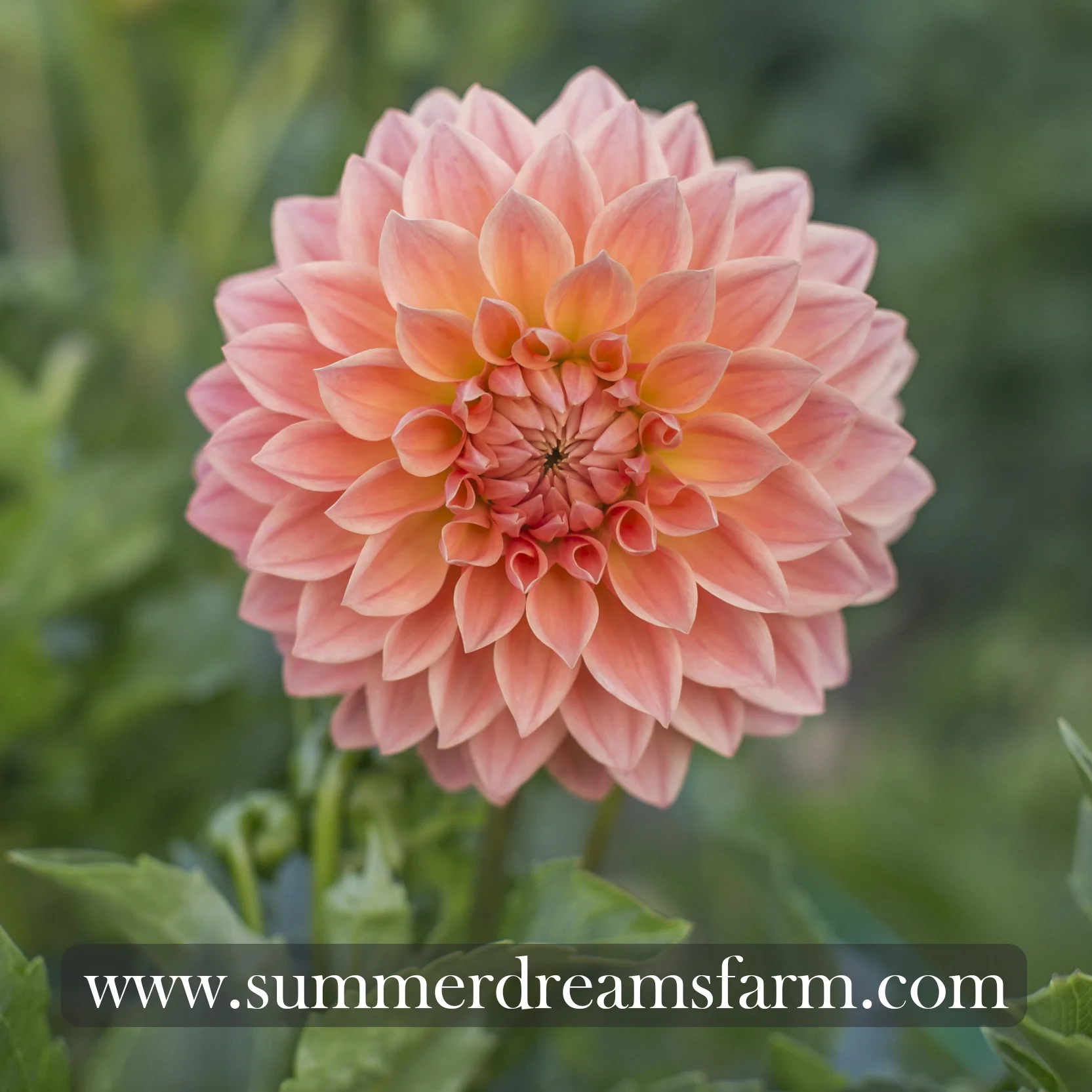 Dahlia - Hamilton Lillian.jpg