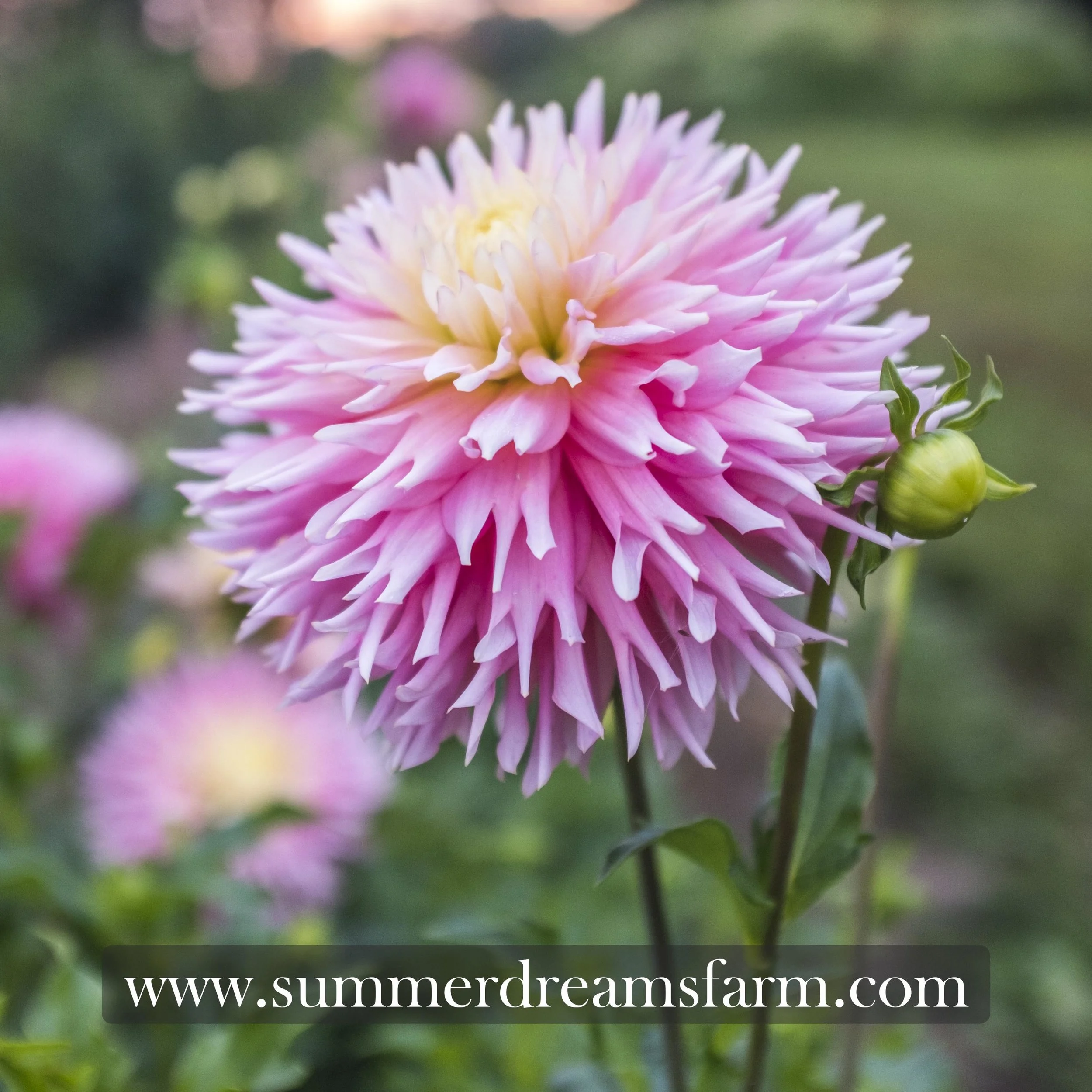 Dahlia - Just Married 1.jpg