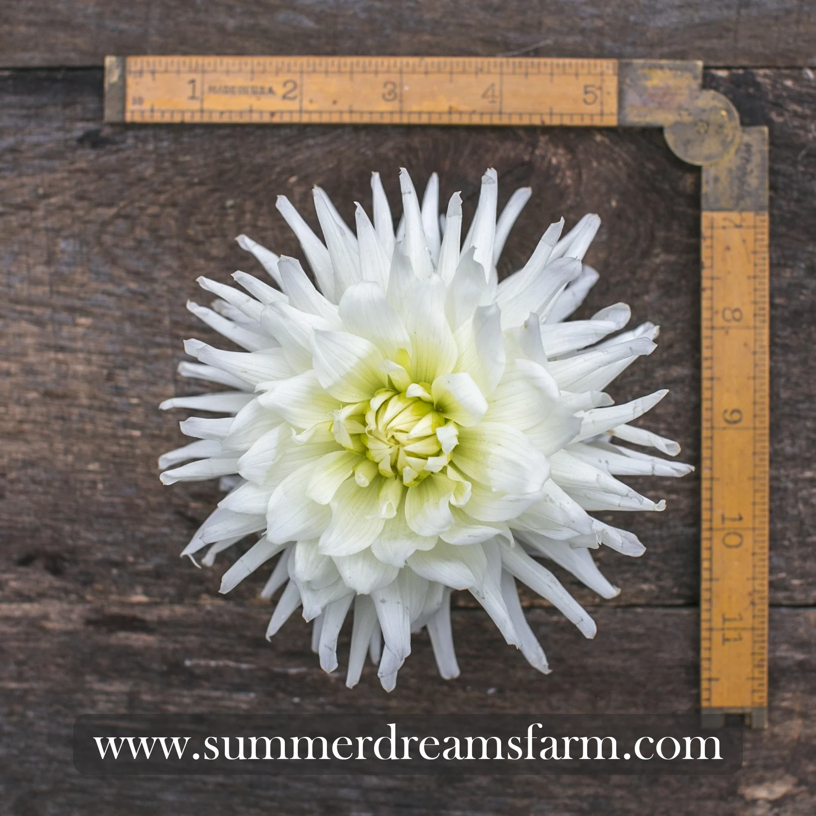Dahlia - Magic Moment.jpg
