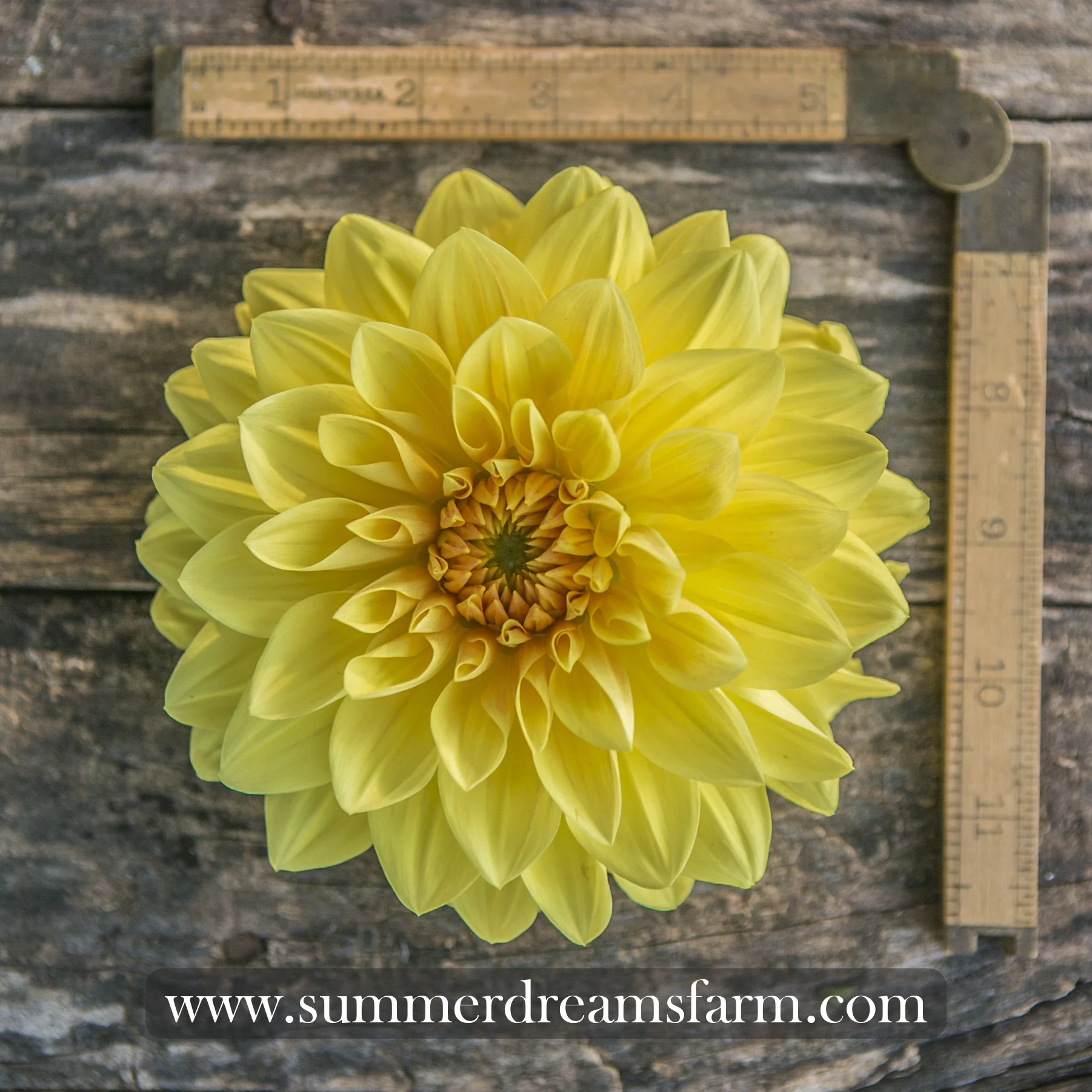 Dahlia - Mary Lou.jpg