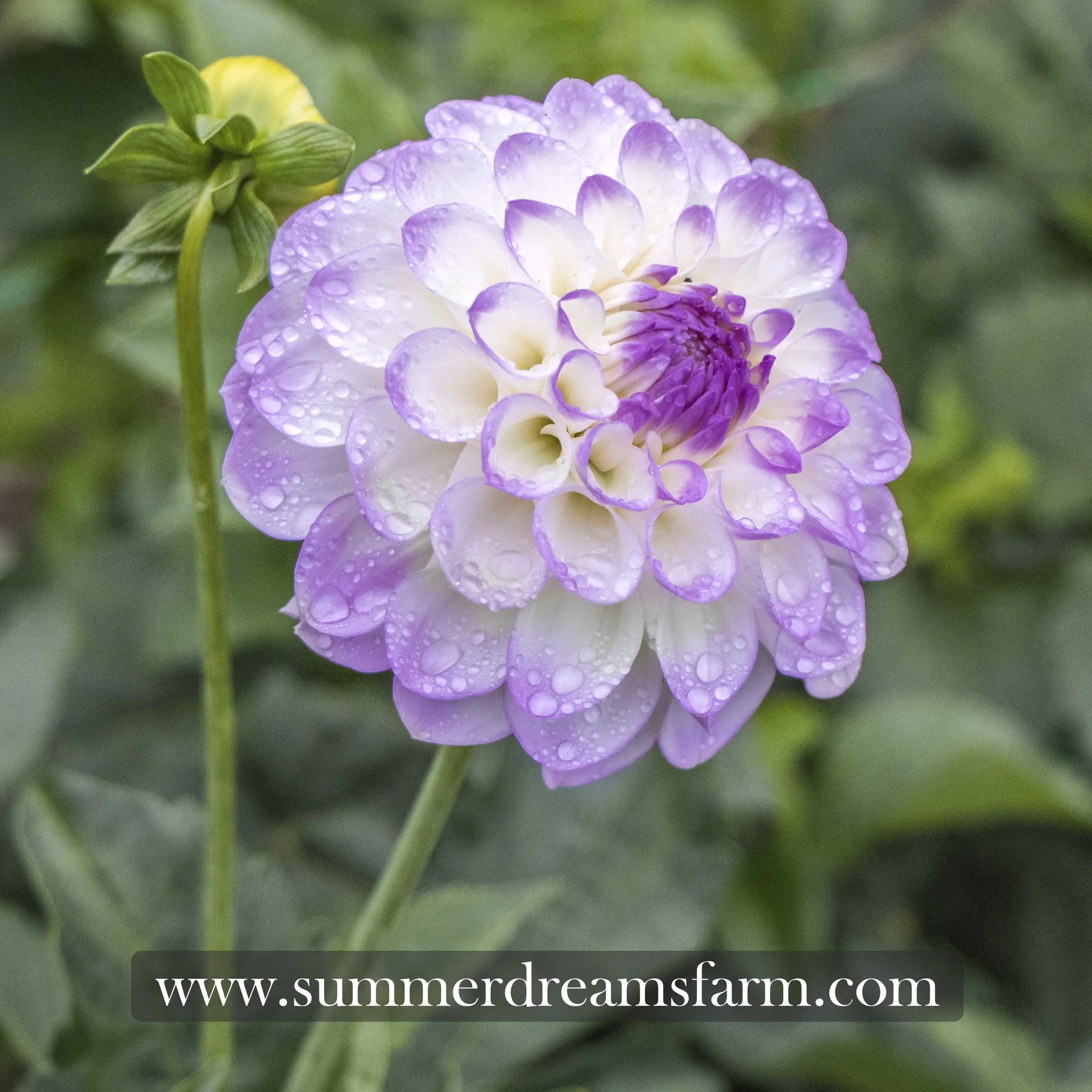 Dahlia - Midnight Moon 3.jpg