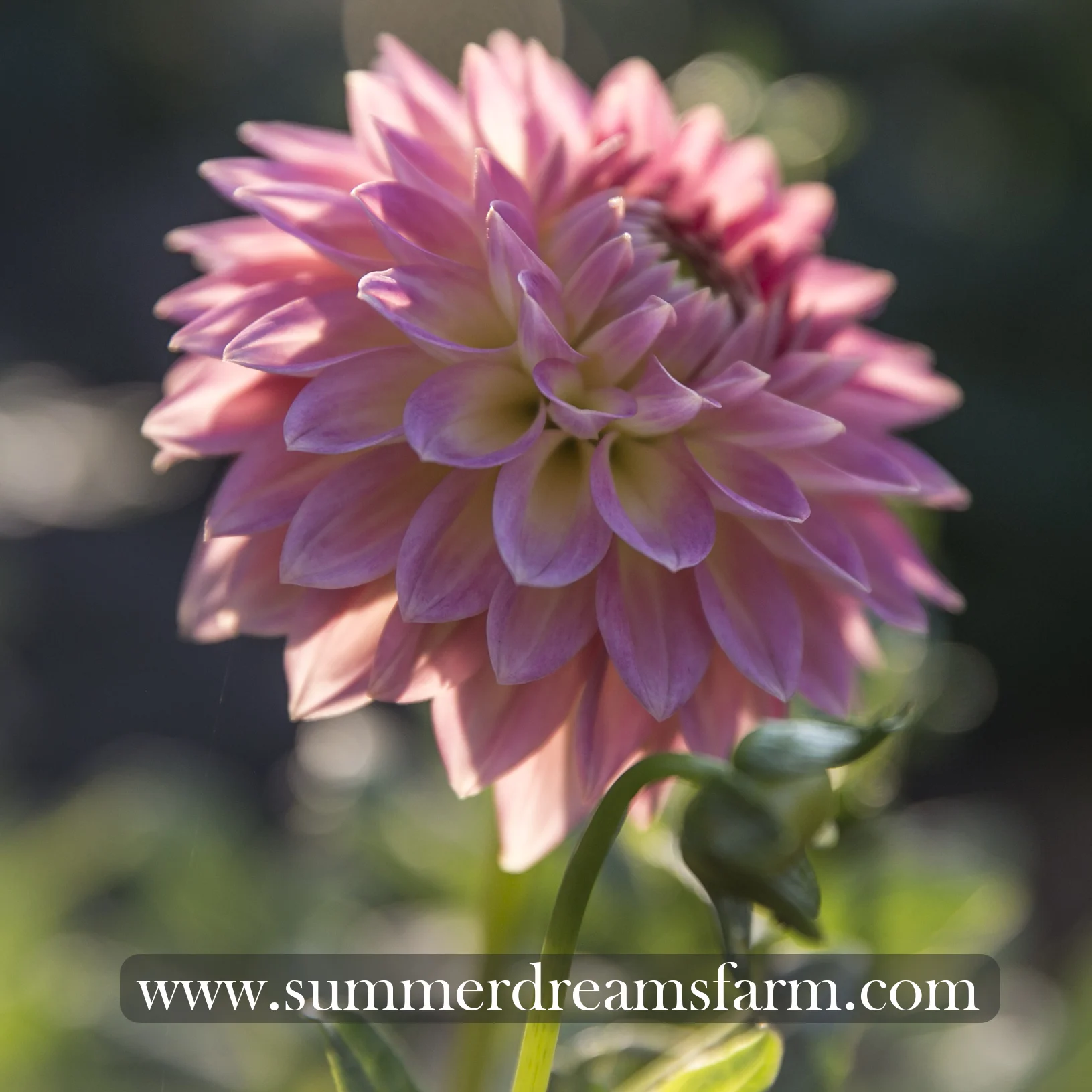 Dahlia - Oreti Adele 2.jpg