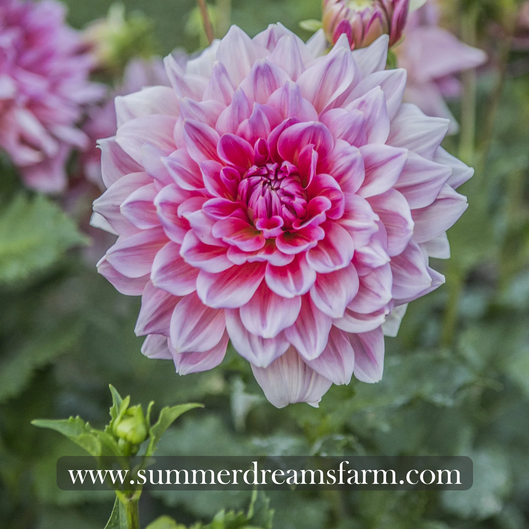 Dahlia - Otto's Thrill 2.jpg