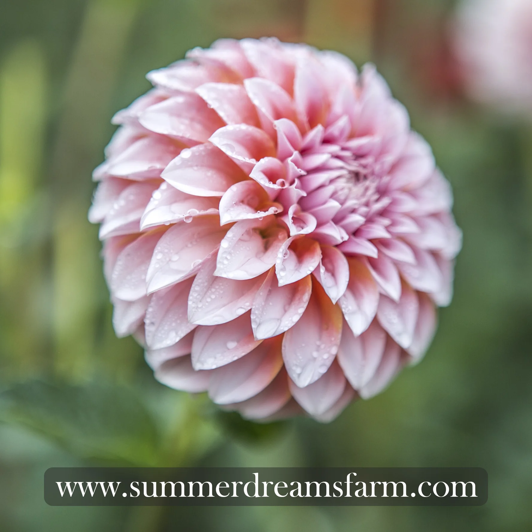 Dahlia - Peaches n' Cream 2.jpg