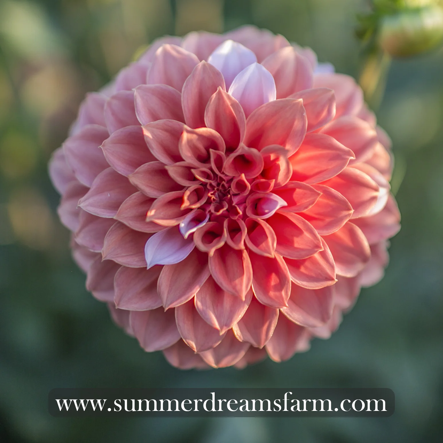 Dahlia Peaches n' Cream — Dahlia SummerDreamsFarm