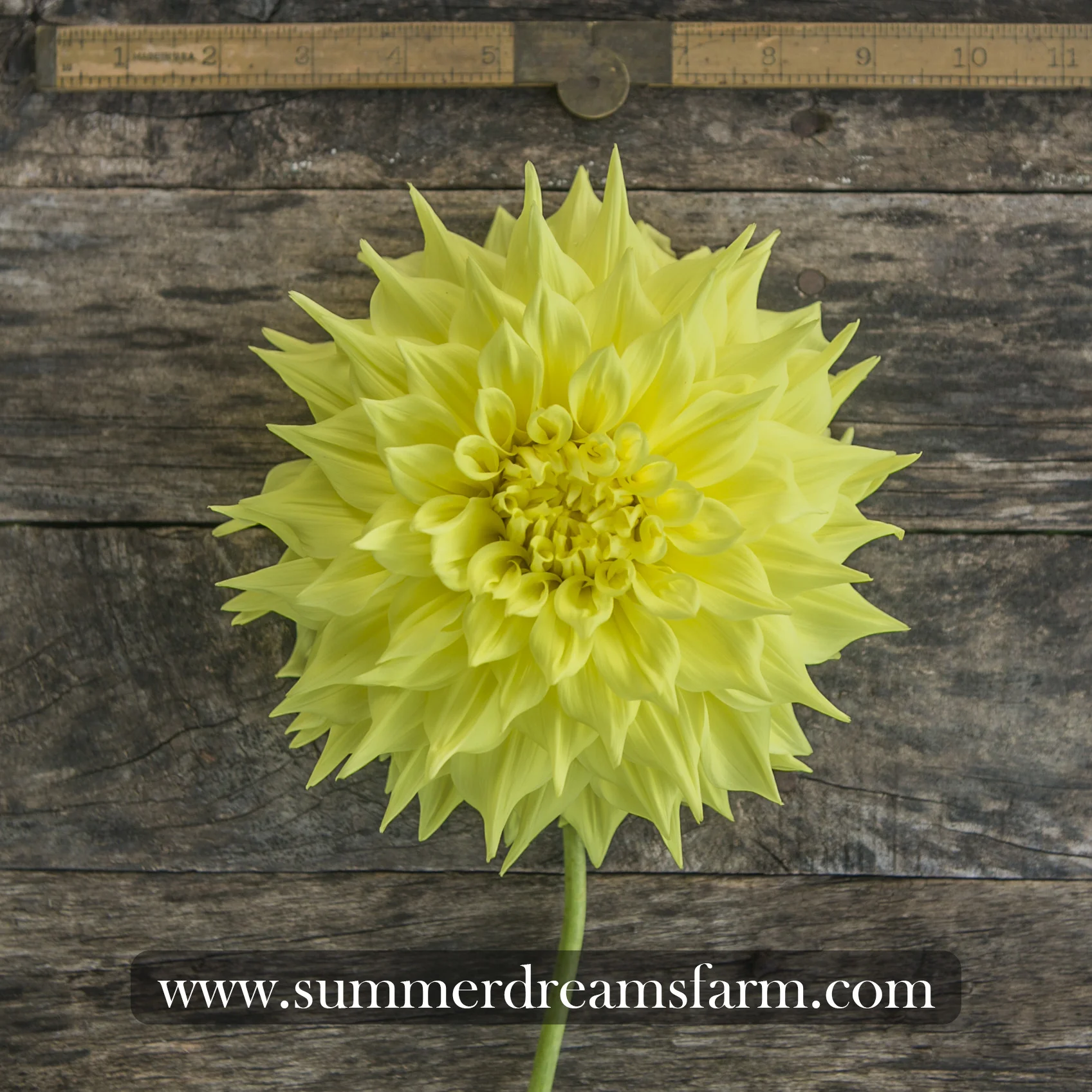 Dahlia - Penhill Yellow Queen 4.jpg