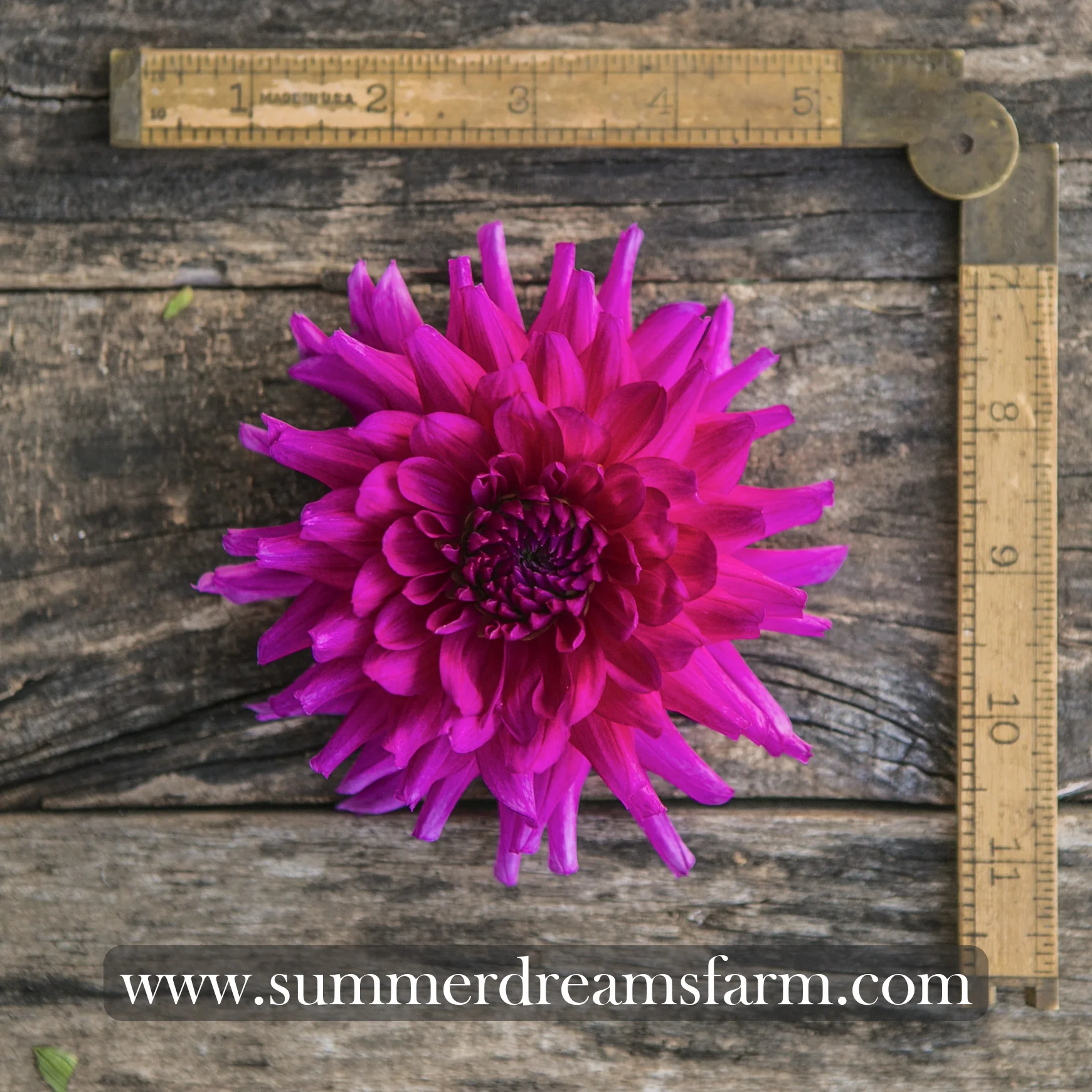 Dahlia - Raspberry Royale.jpg