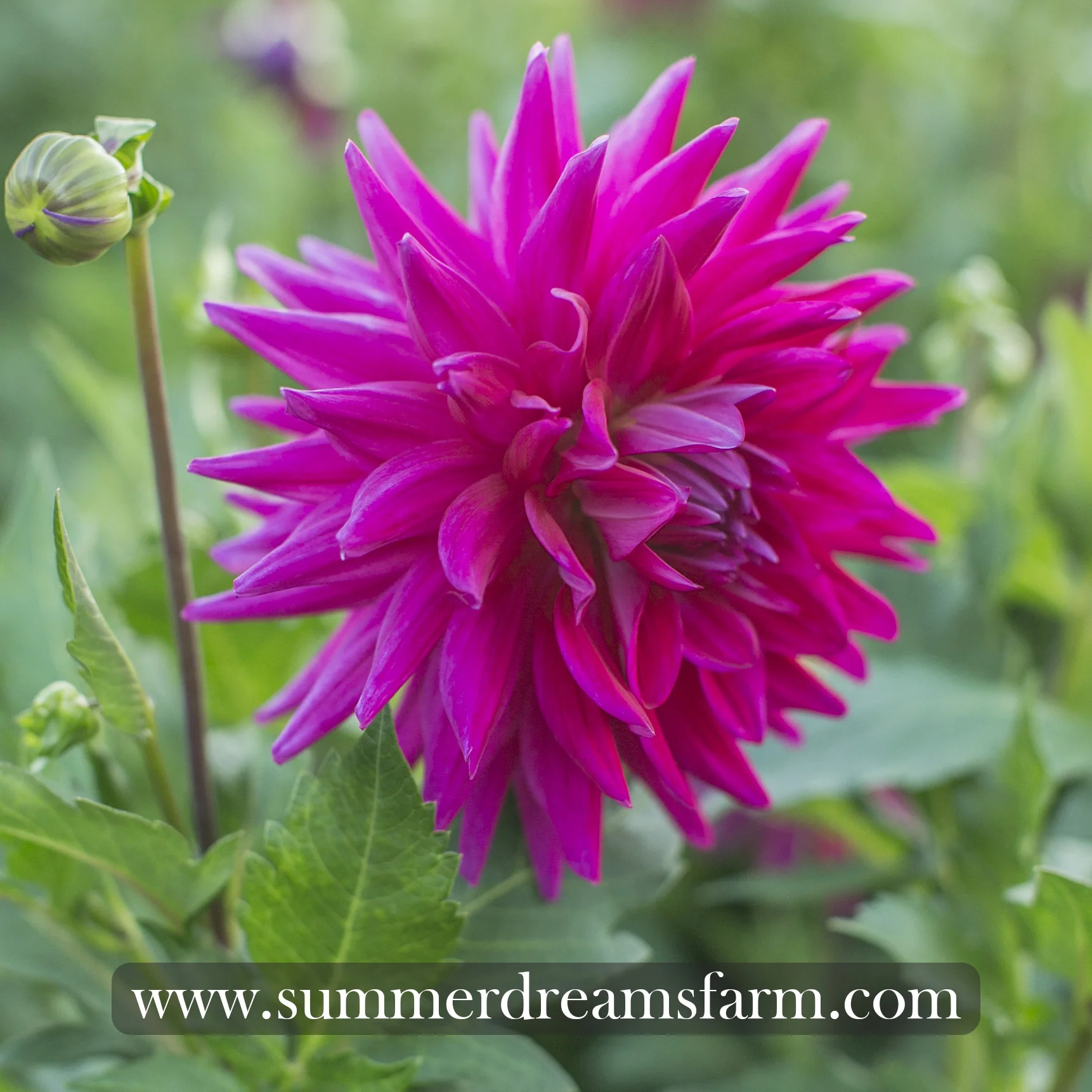 Dahlia - Raspberry Royale 1.jpg