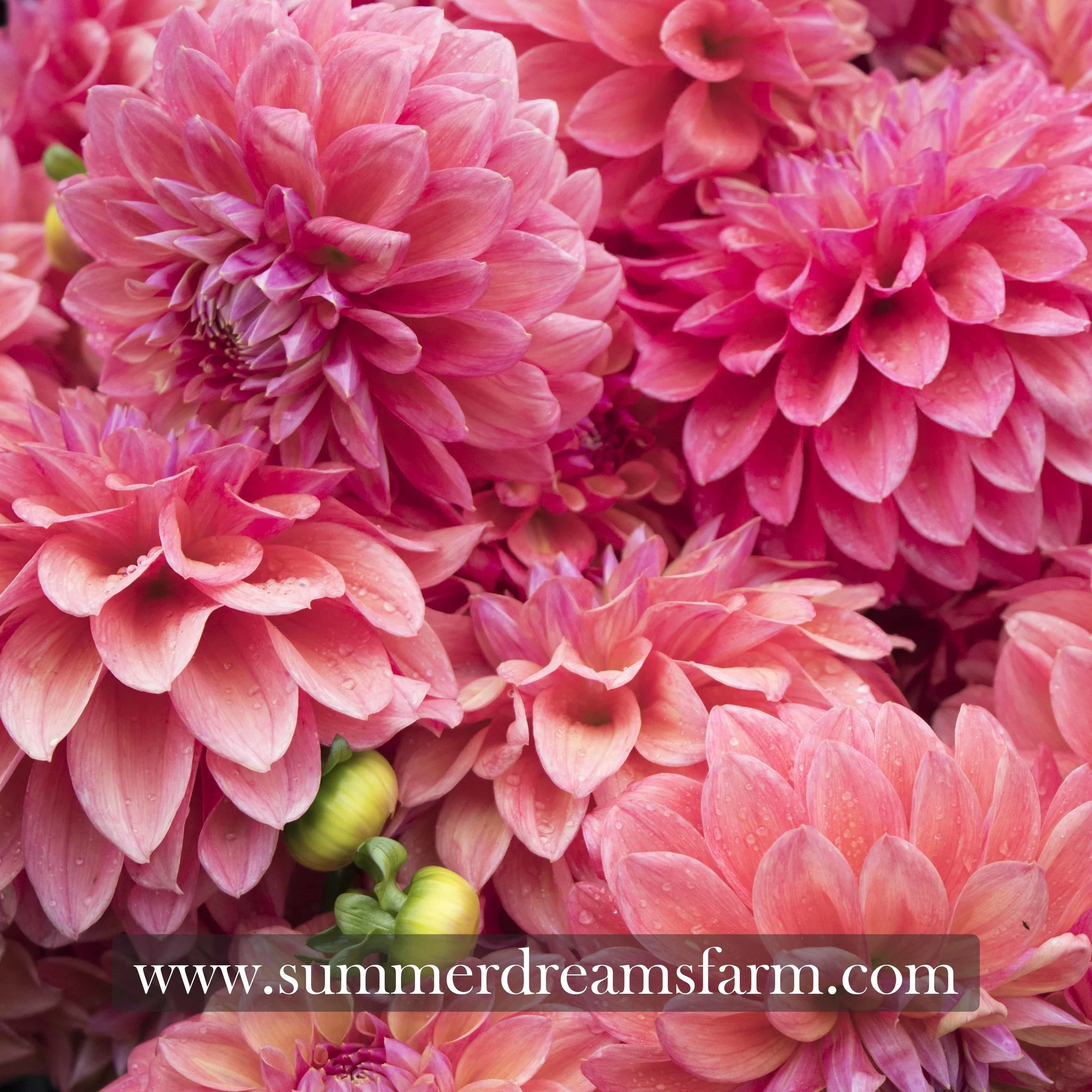 Dahlia - Scaur Swinton 4.jpg